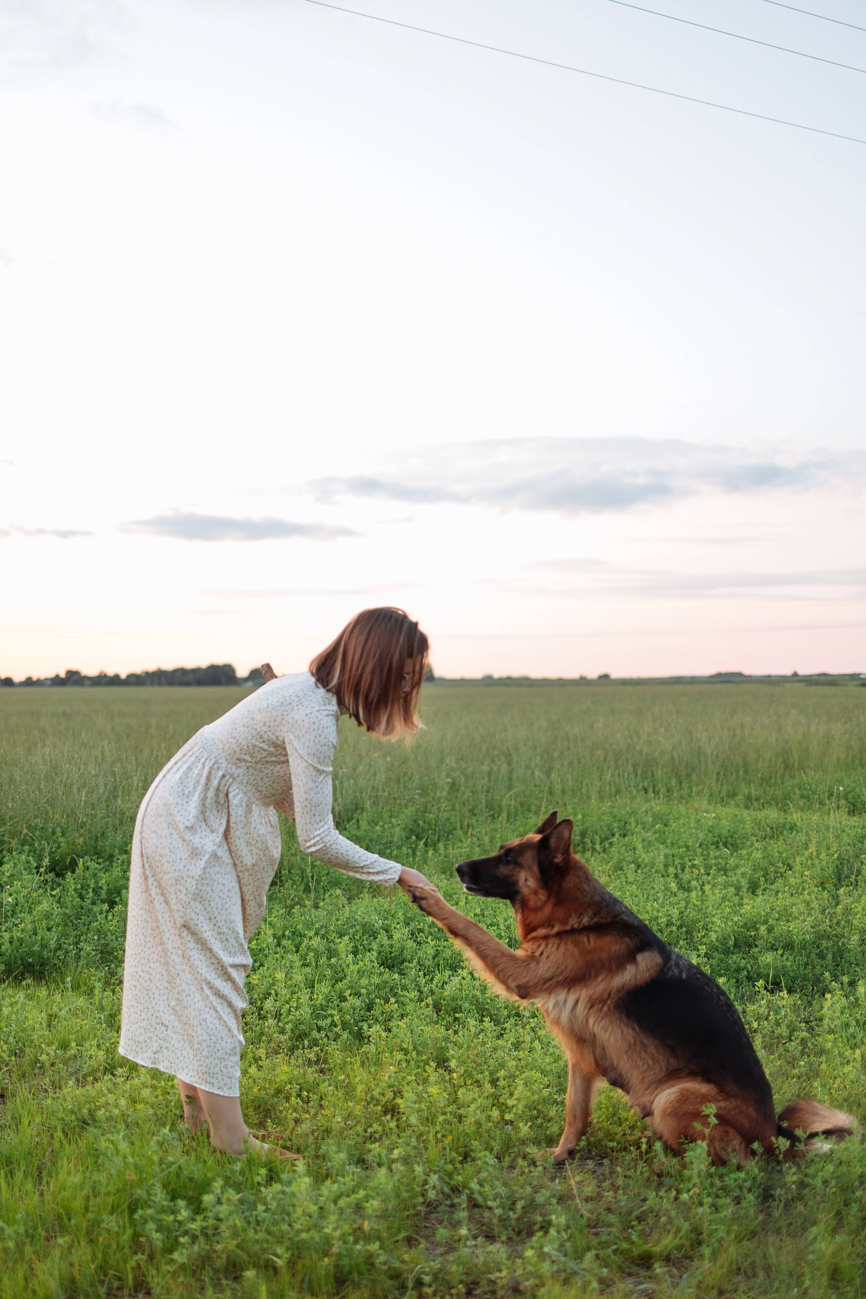 German Shepherd, white dress, vast green field, 4K Phone Wallpaper