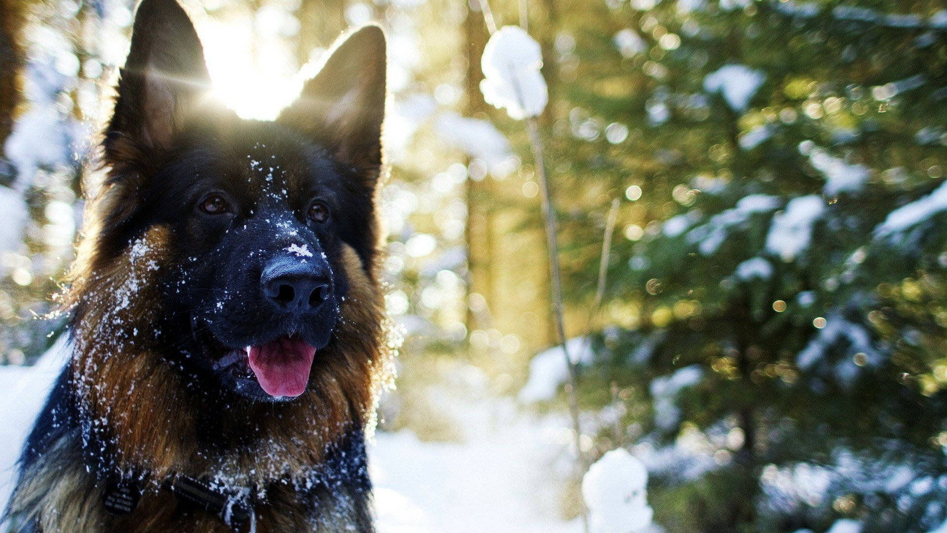 German Shepherd, snowflakes, snowy forest, Full HD Desktop Wallpaper