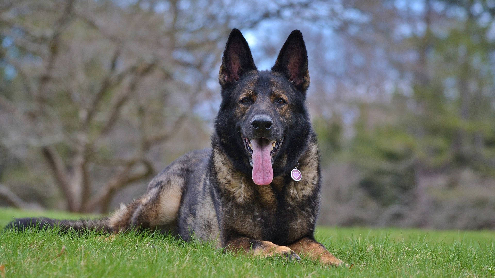 German Shepherd, black and tan fur, vibrant green grass, Full HD Desktop Wallpaper