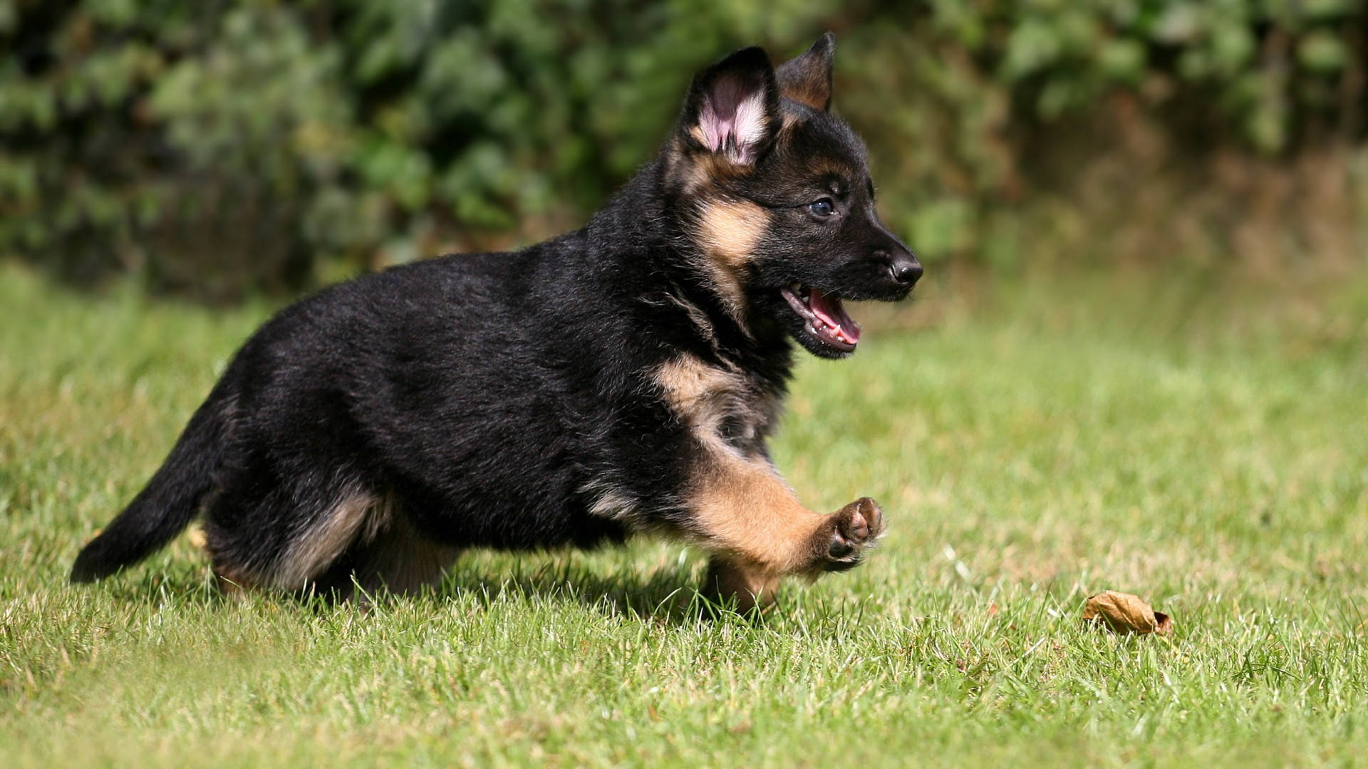 German Shepherd puppy, sunlit grass, joyful energy, Full HD Desktop Wallpaper