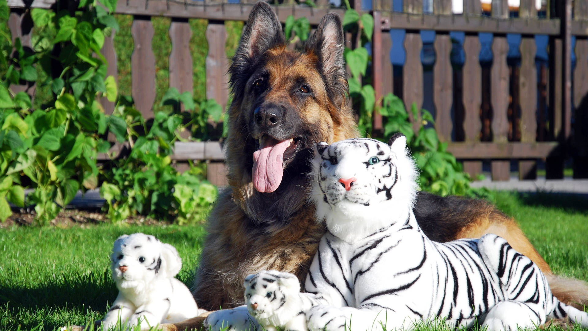 German Shepherd, toy tiger, white tiger plush toy, Full HD Desktop Wallpaper