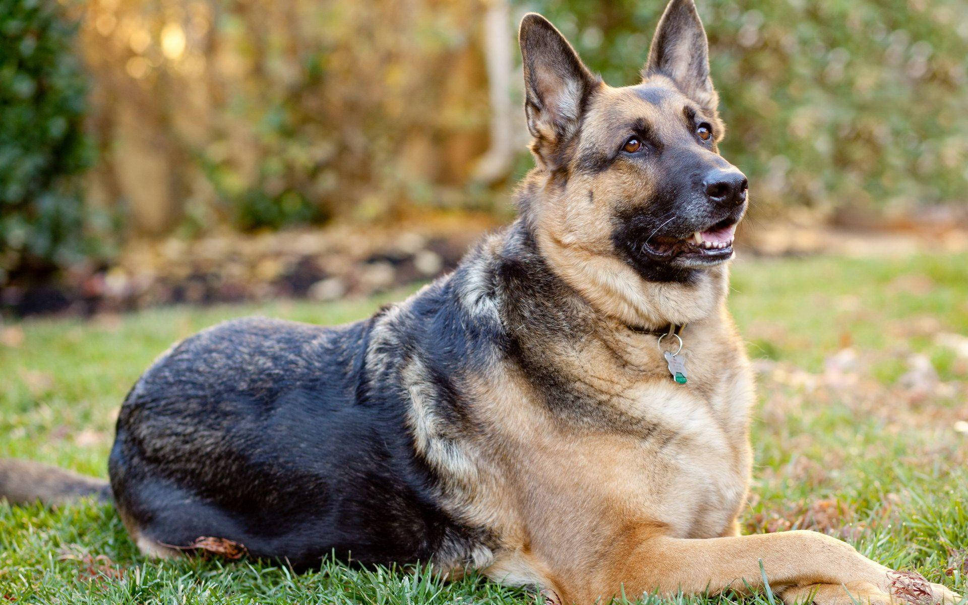 German Shepherd, vibrant green grass, softly blurred forest background, Full HD Desktop Wallpaper