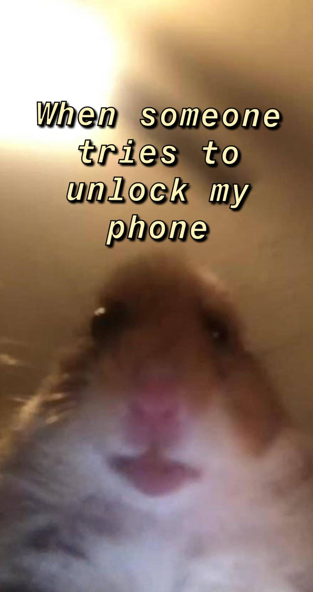 hamster, pink nose, wide eyes, HD Phone Wallpaper