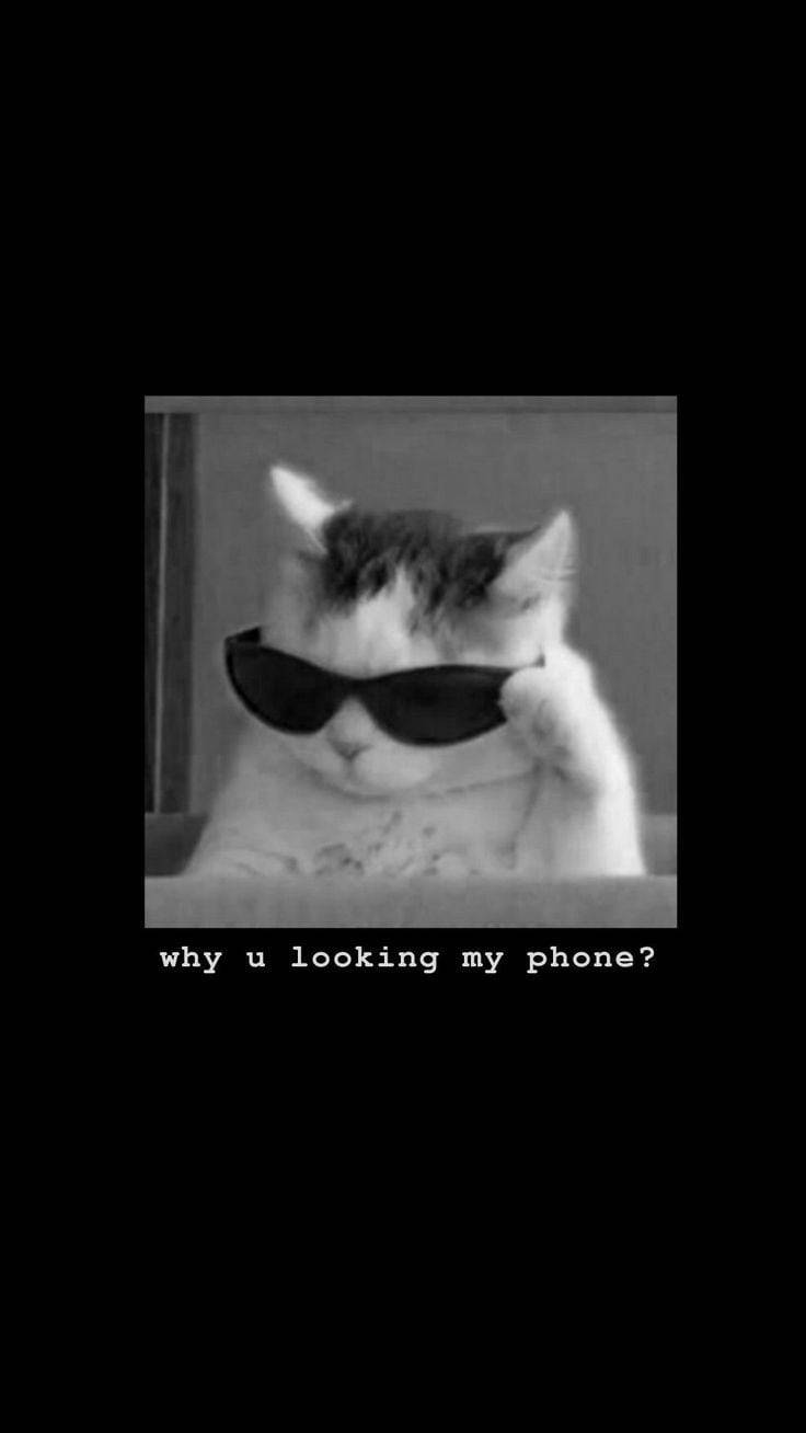 Get off my phone, shades cat, sunglasses, HD Phone Wallpaper