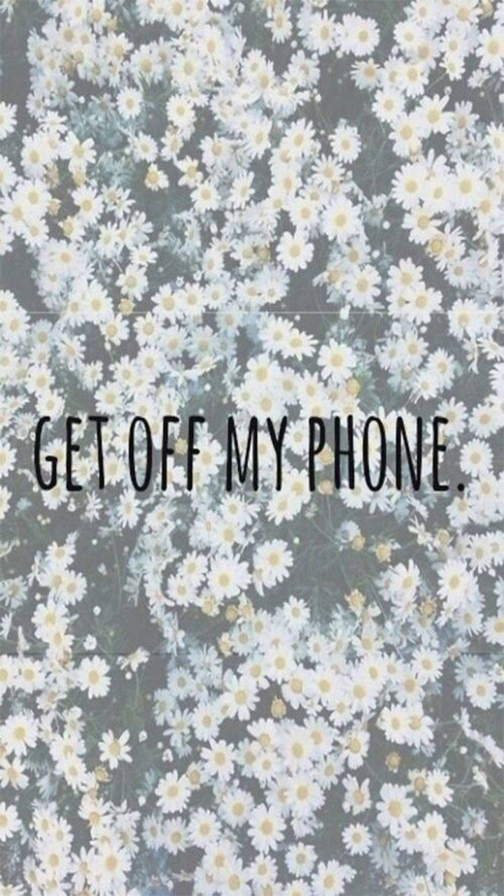 daisies, white daisies, yellow centers, HD Phone Wallpaper