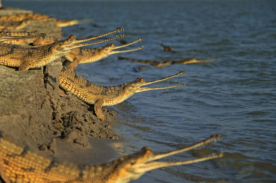 Gharial