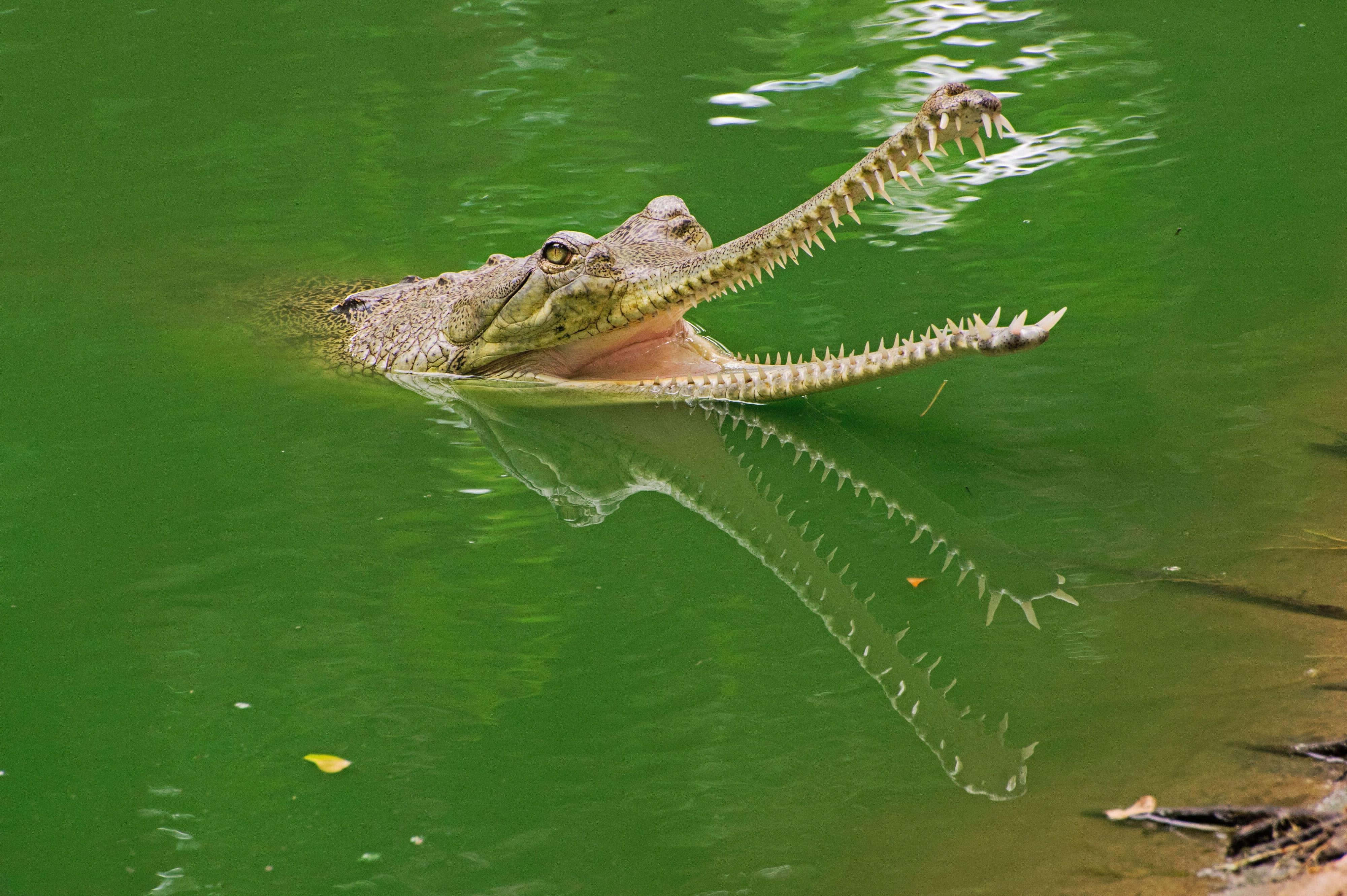 Gharial, green waters, long narrow snout, 4K Desktop Wallpaper