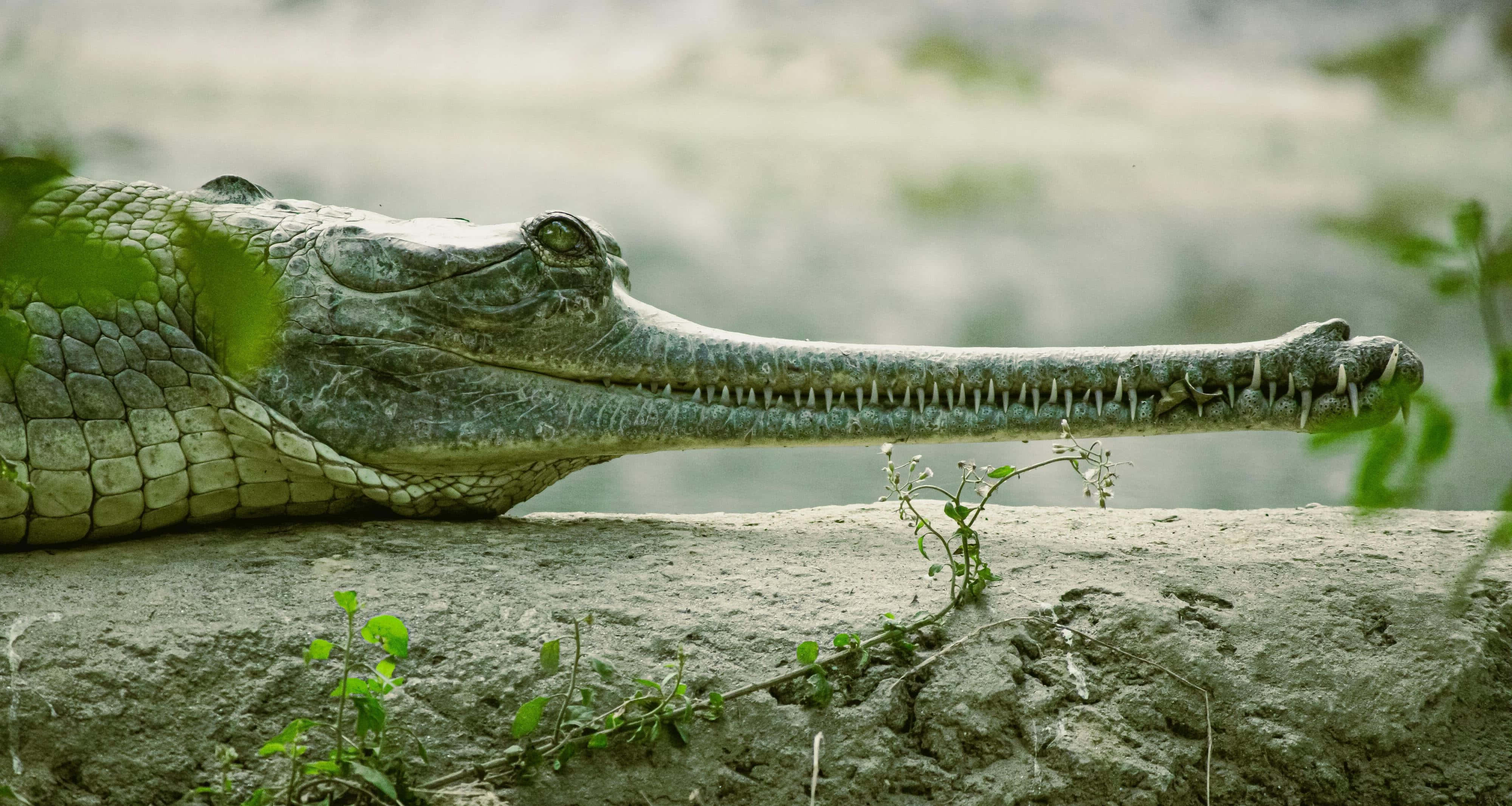 Gharial, riverbank, mossy rock, 4K Desktop Wallpaper