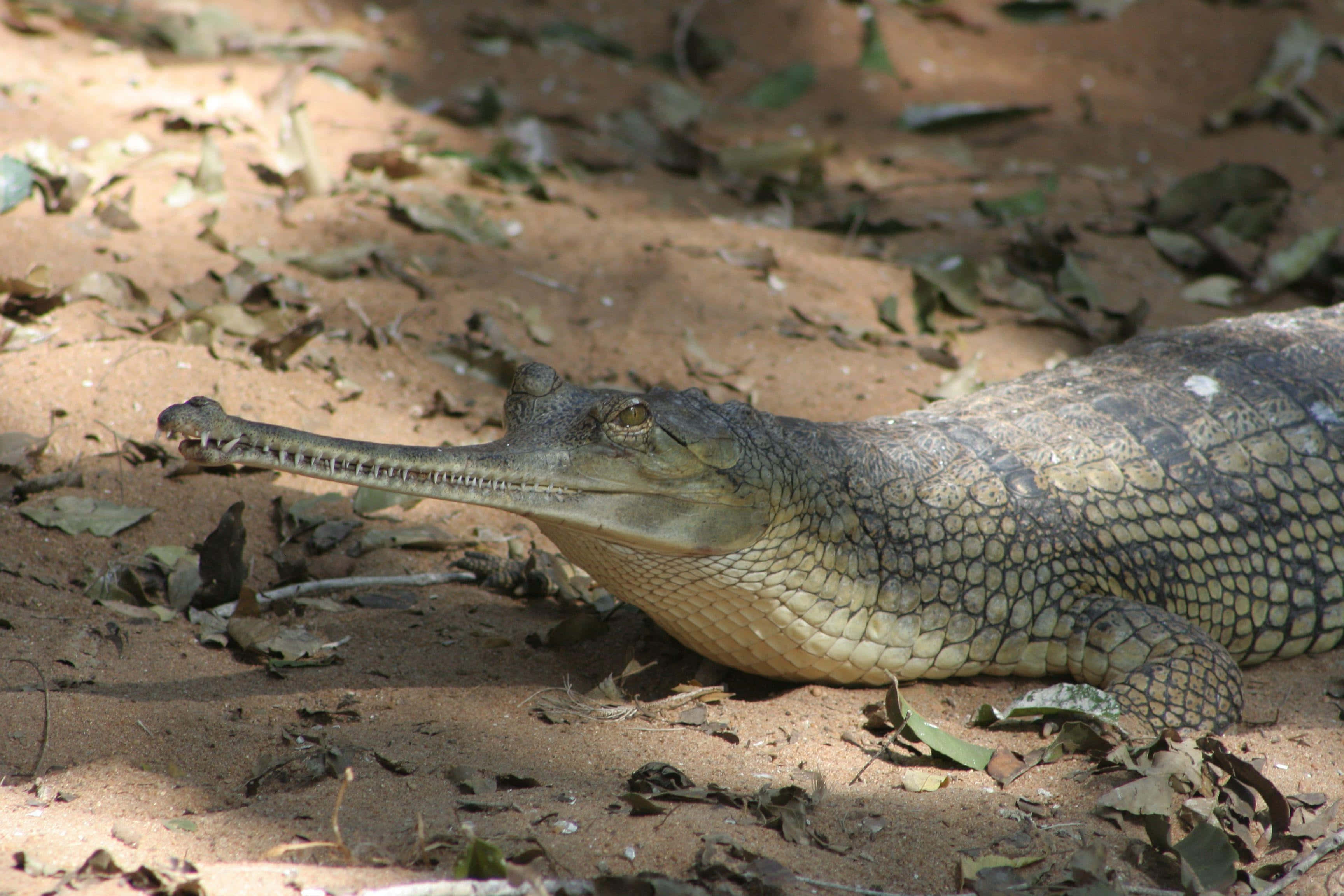 Gharial, riverbank, sunlit sandy ground, 2K Desktop Wallpaper