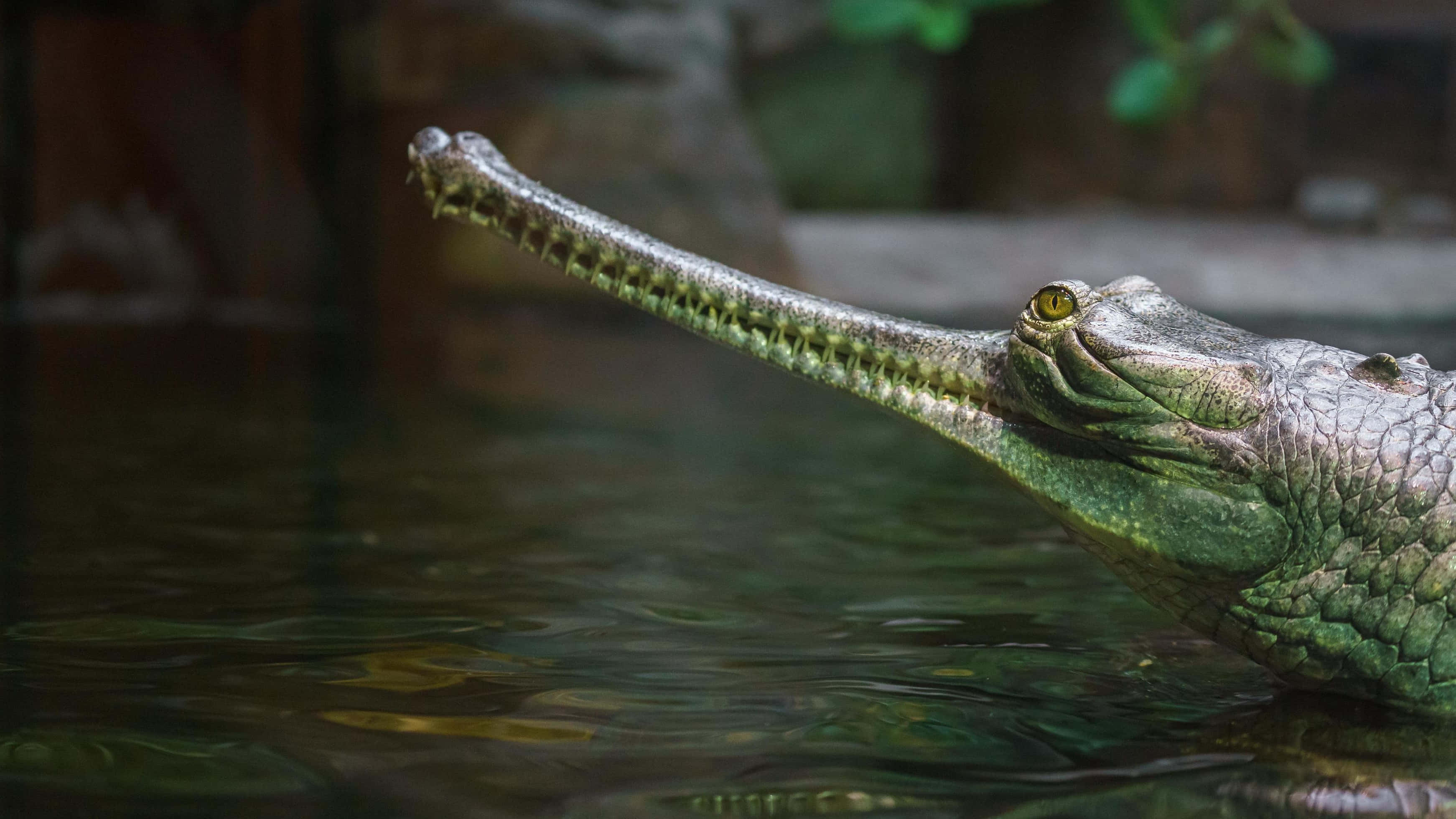 Gharial, natural habitat, long snout, 2K Desktop Wallpaper