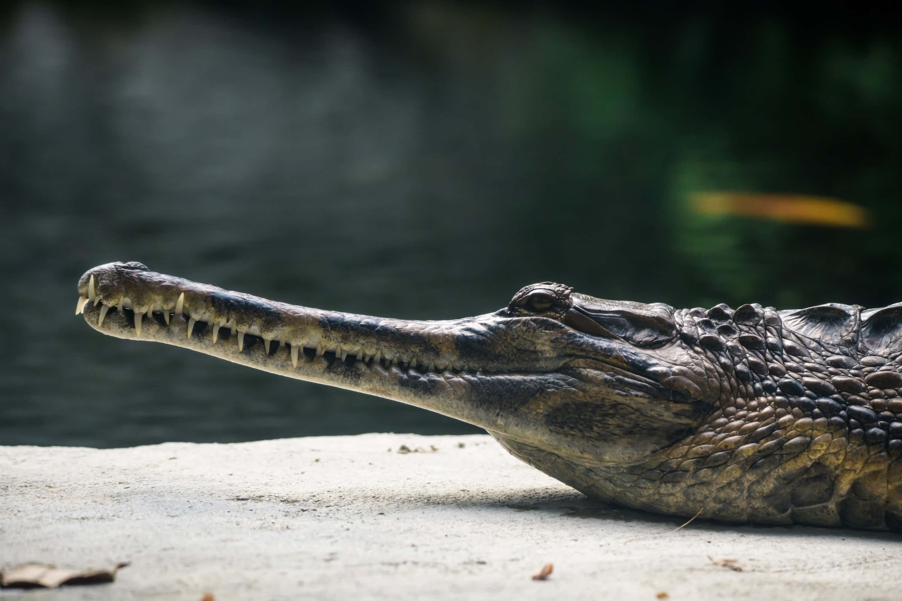 gharial, concrete edge, long snout, 2K Desktop Wallpaper