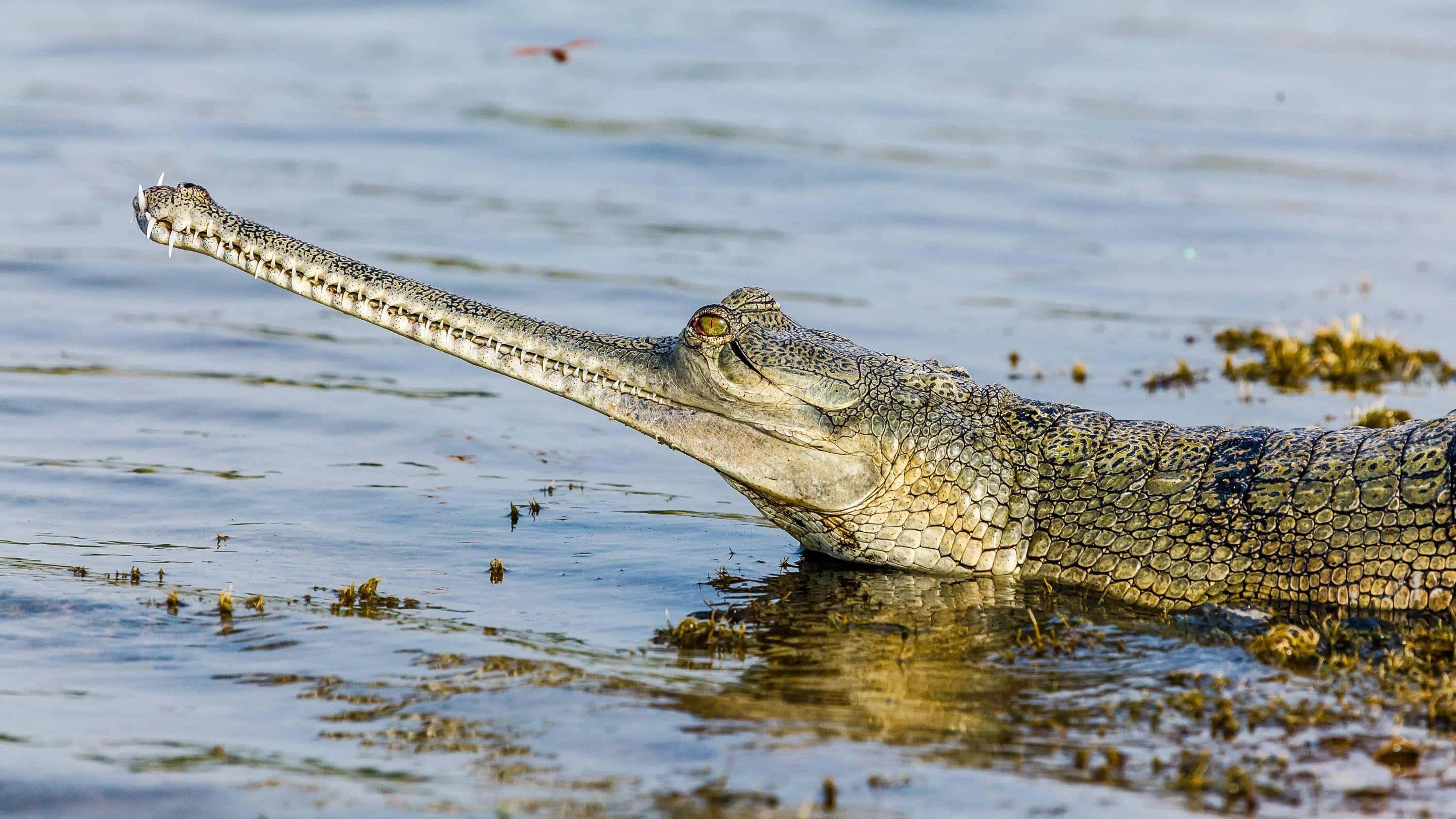 Gharial, riverbank, shallow water, 2K Desktop Wallpaper