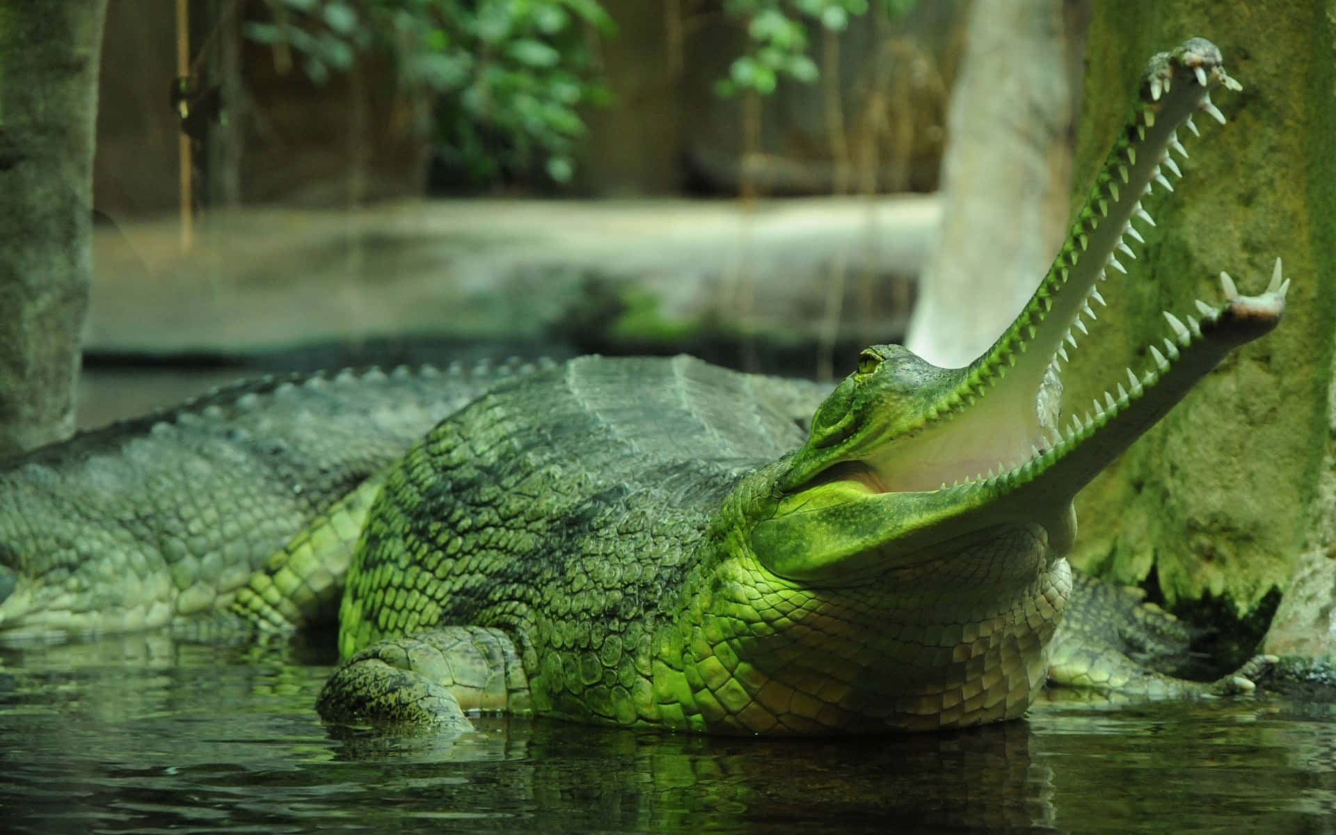 Gharial, long narrow snout, murky water, Full HD Desktop Wallpaper