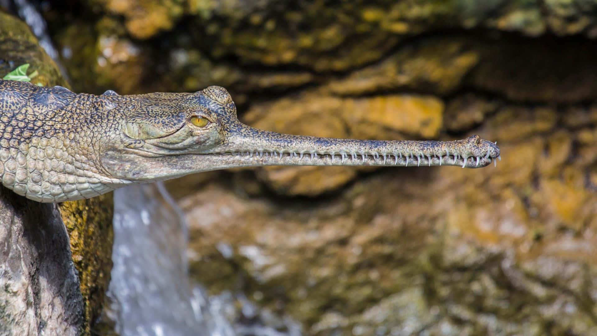 gharial, waterfall, mossy rocks, Full HD Desktop Wallpaper