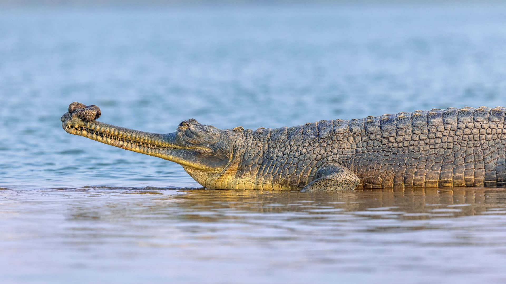 Gharial, long narrow snout, calm shallow water, Full HD Desktop Wallpaper