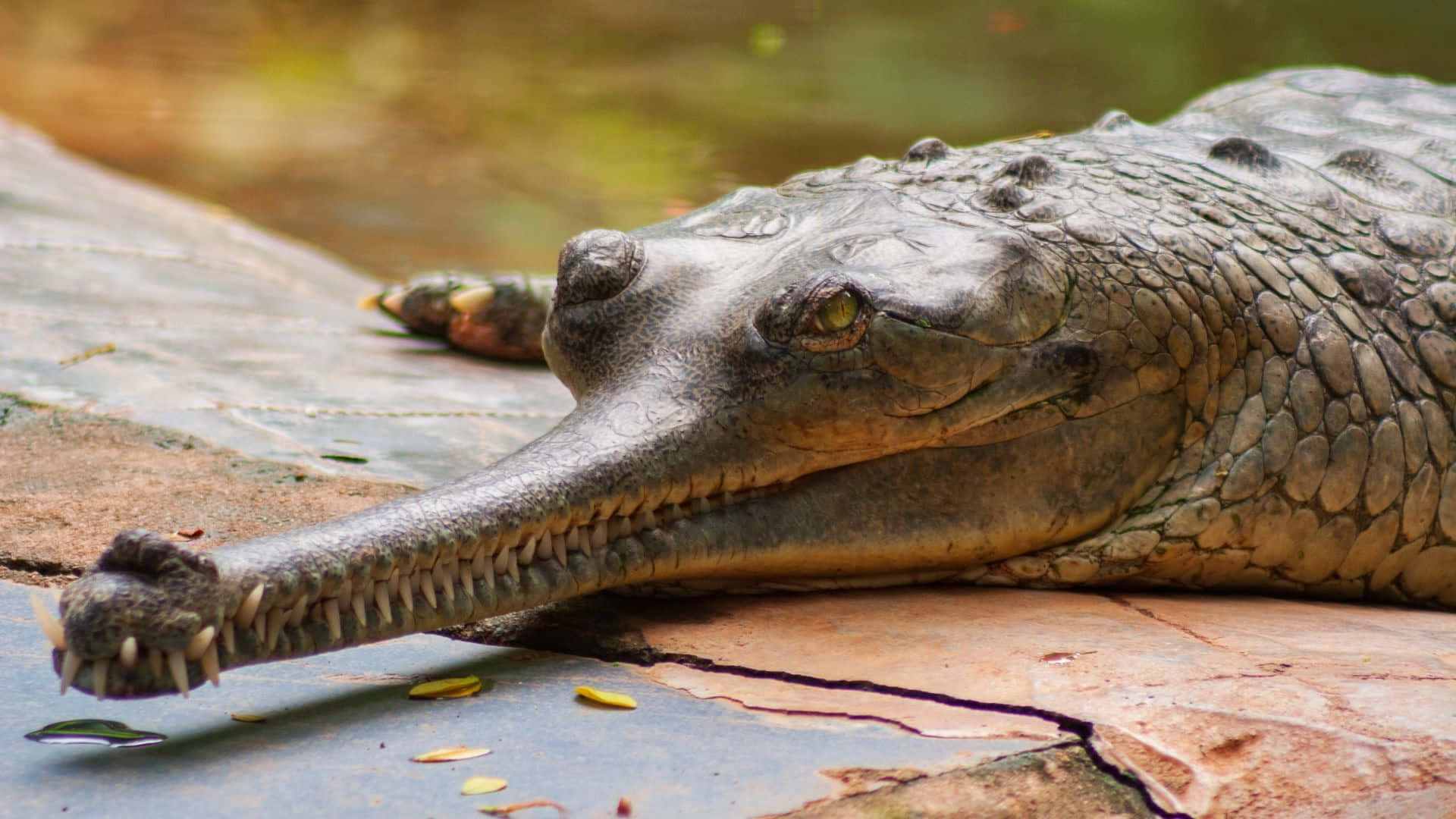 Gharial, riverbank, sunlit, Full HD Desktop Wallpaper