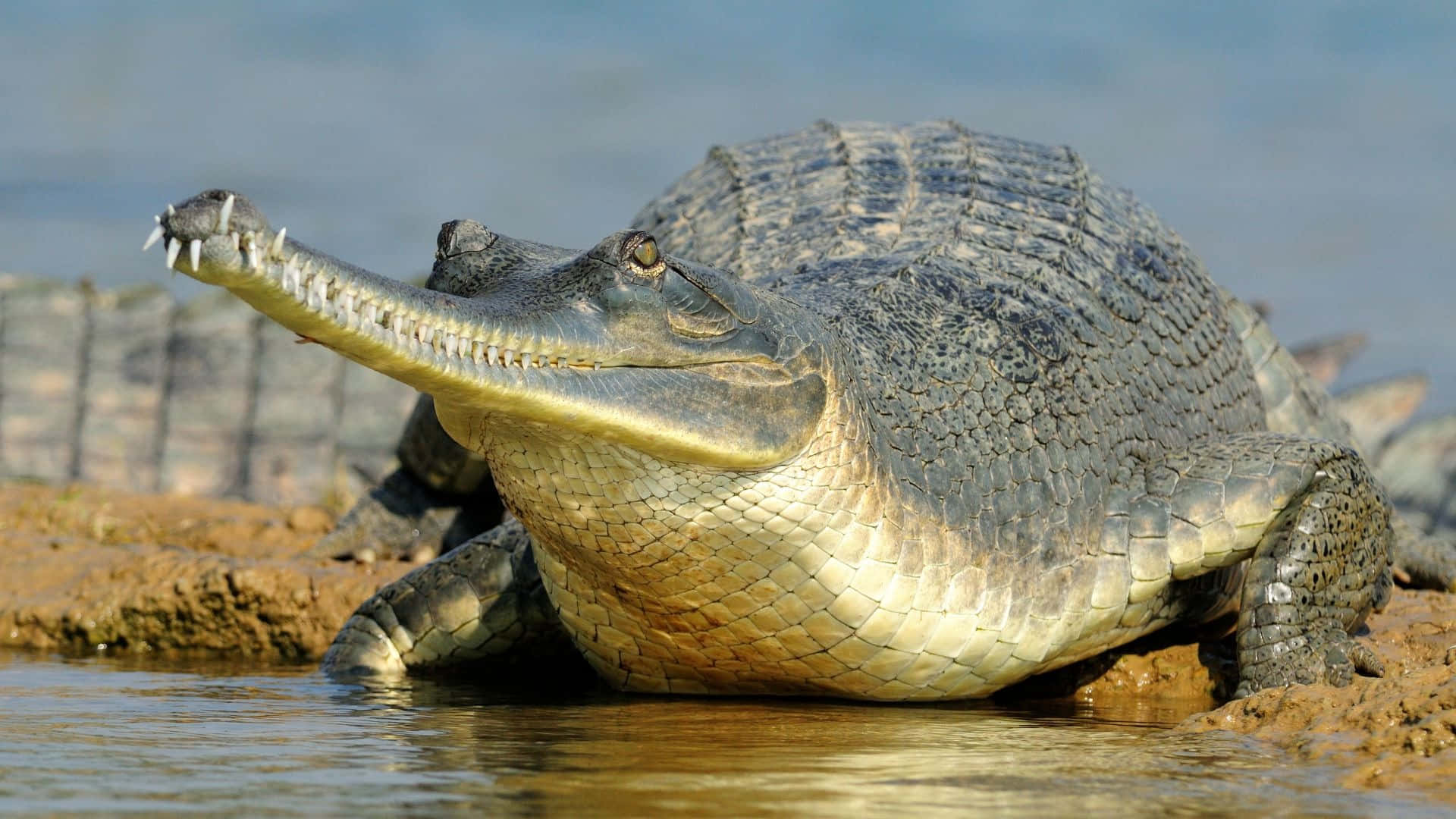 Gharial, long narrow snout, muddy riverbank, Full HD Desktop Wallpaper