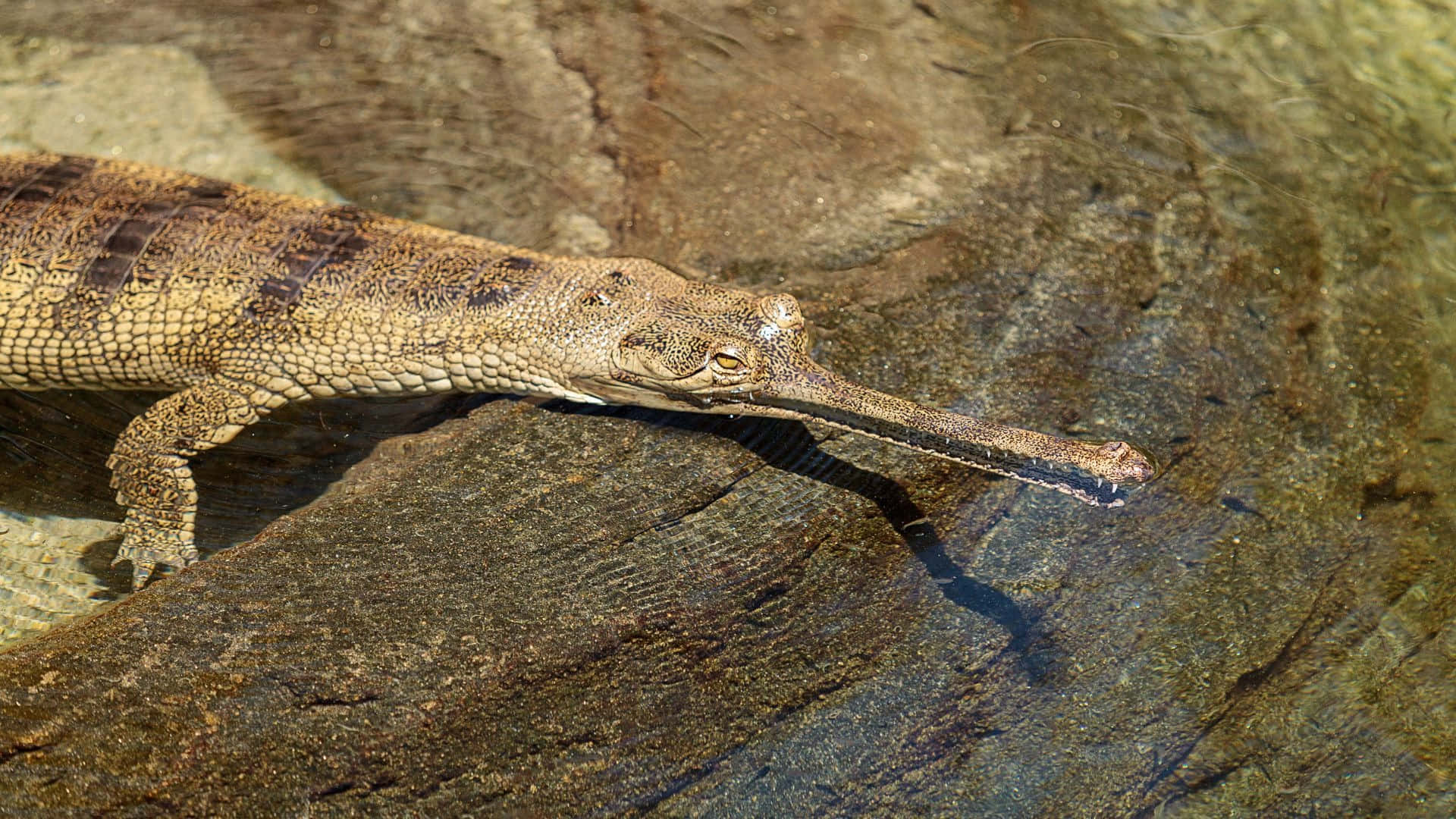 Gharial, riverbank, sunlit rock, Full HD Desktop Wallpaper