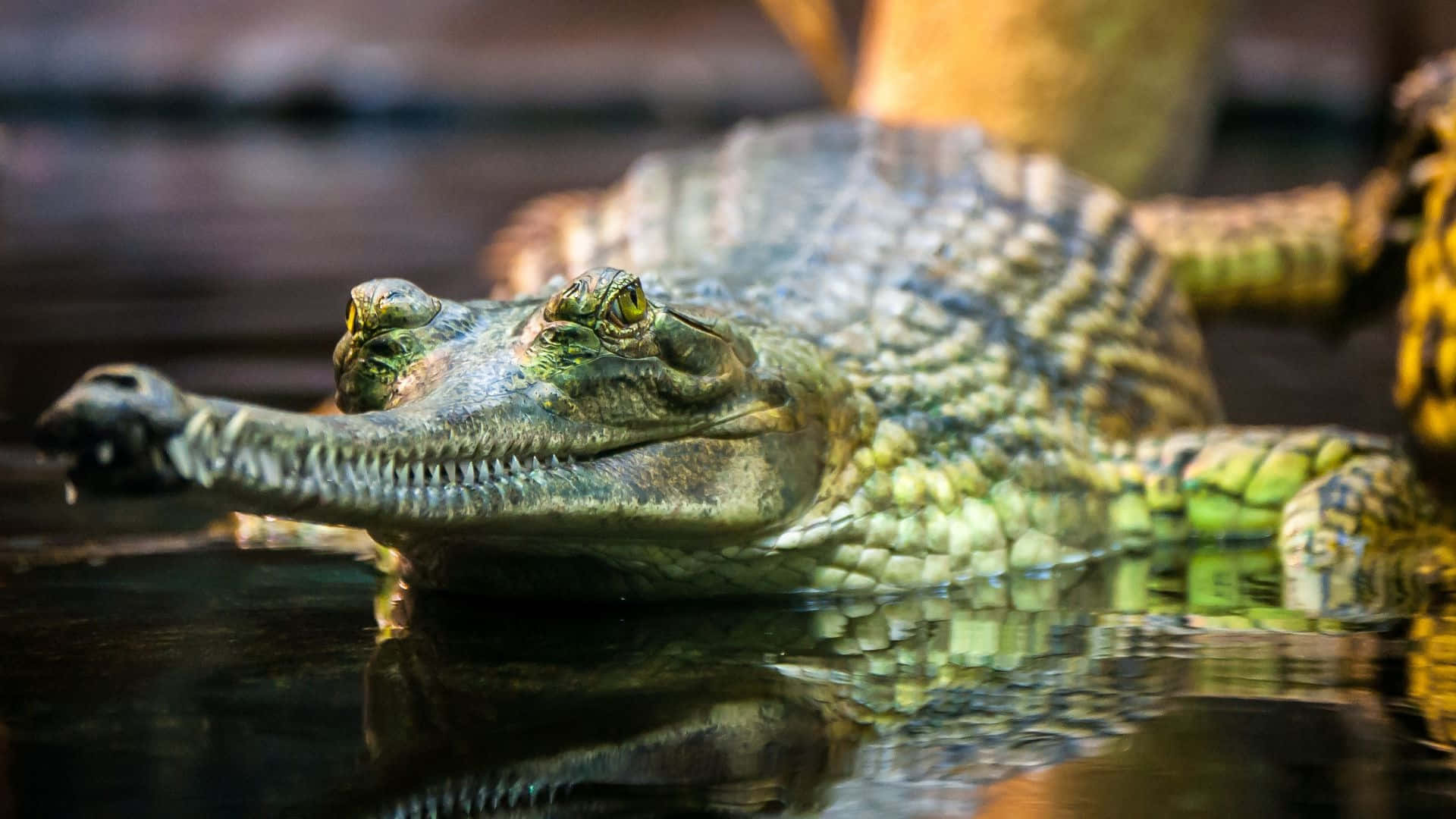 Gharial, long narrow snout, calm water, Full HD Desktop Wallpaper