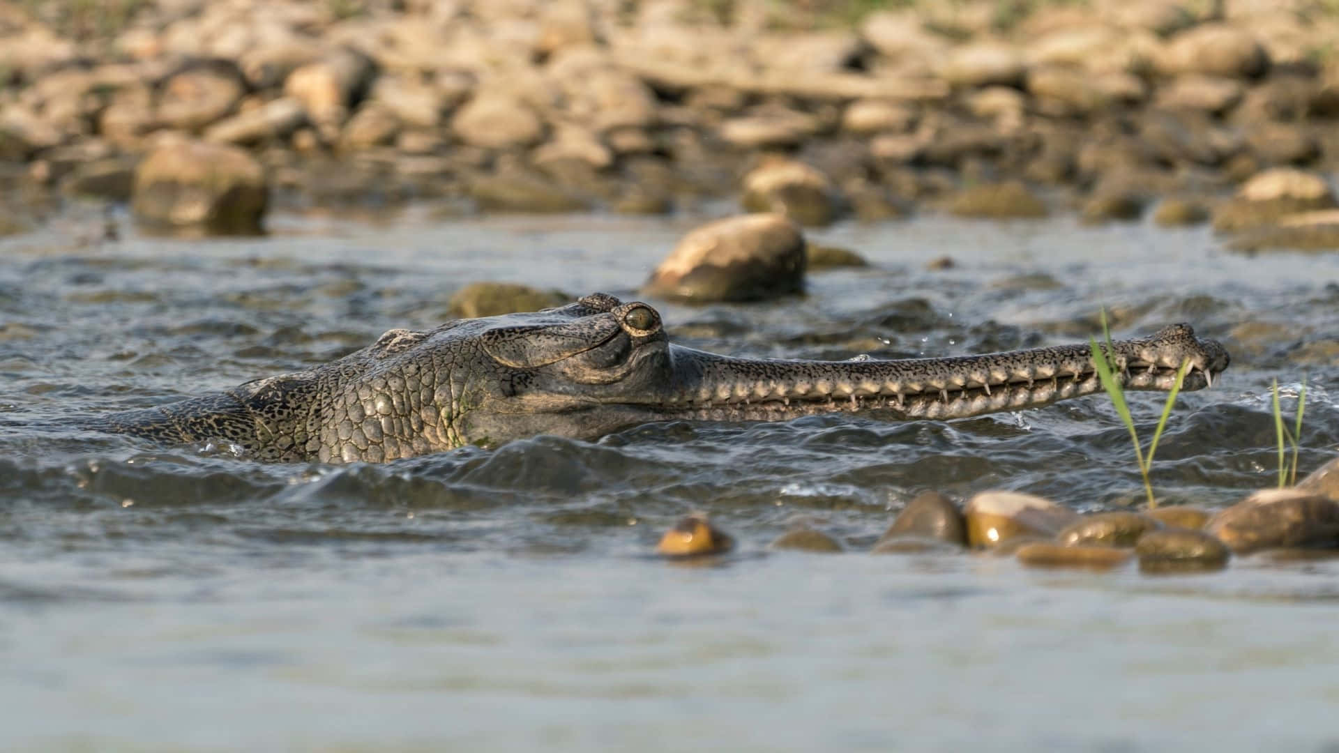 Gharial, long narrow snout, murky water, Full HD Desktop Wallpaper