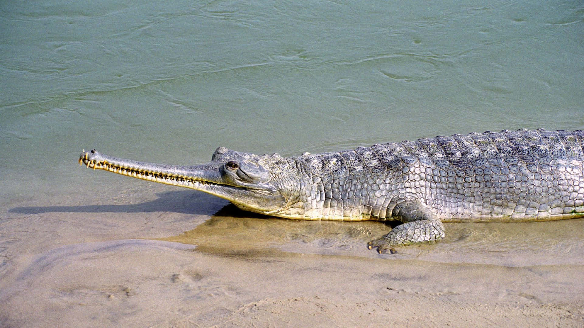 gharial, sandy riverbank, shallow water, Full HD Desktop Wallpaper