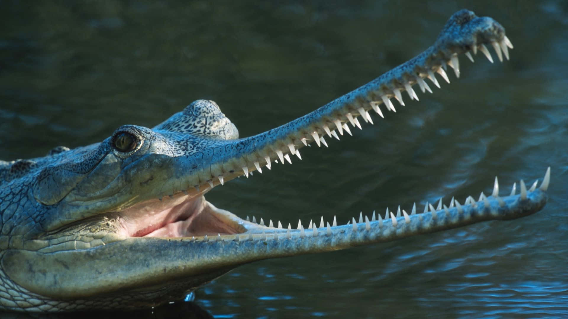 Gharial, open jaws, long toothed snout, Full HD Desktop Wallpaper