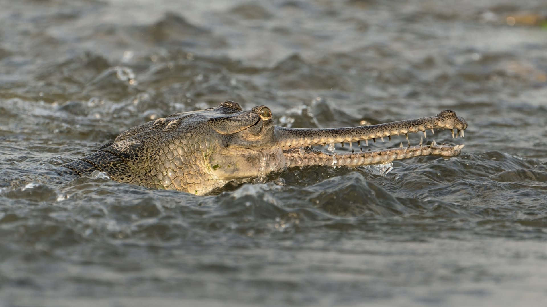 Gharial, long narrow snout, murky water, Full HD Desktop Wallpaper