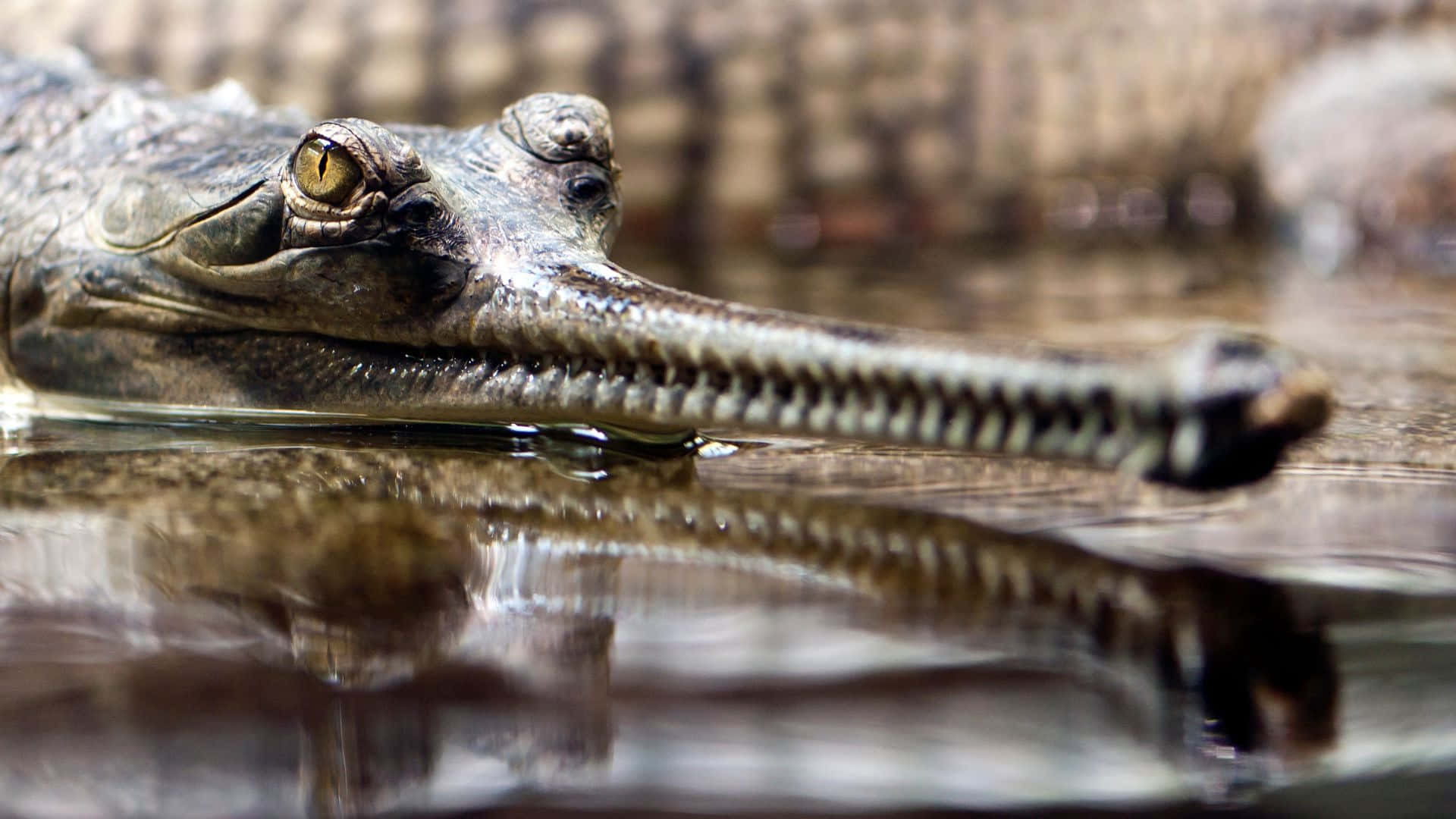 gharial, long snout, golden eye, Full HD Desktop Wallpaper