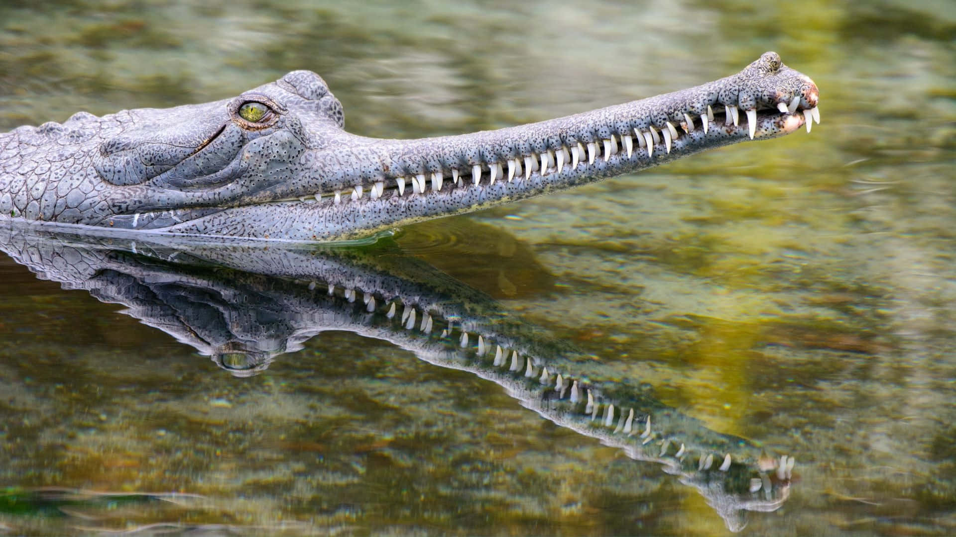 Gharial, long snout, murky water, Full HD Desktop Wallpaper