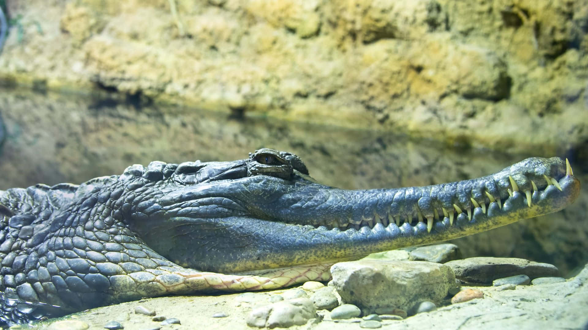 Gharial, aquatic habitat, sandy ground, Full HD Desktop Wallpaper