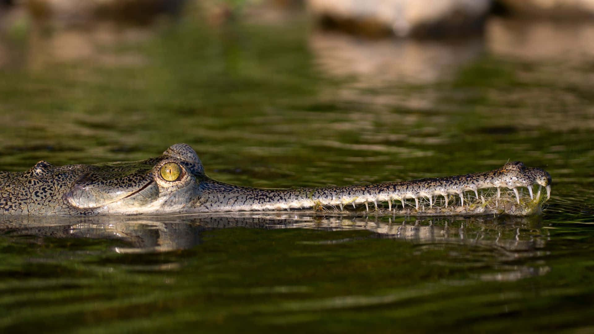 Gharial, long snout, golden eye, Full HD Desktop Wallpaper