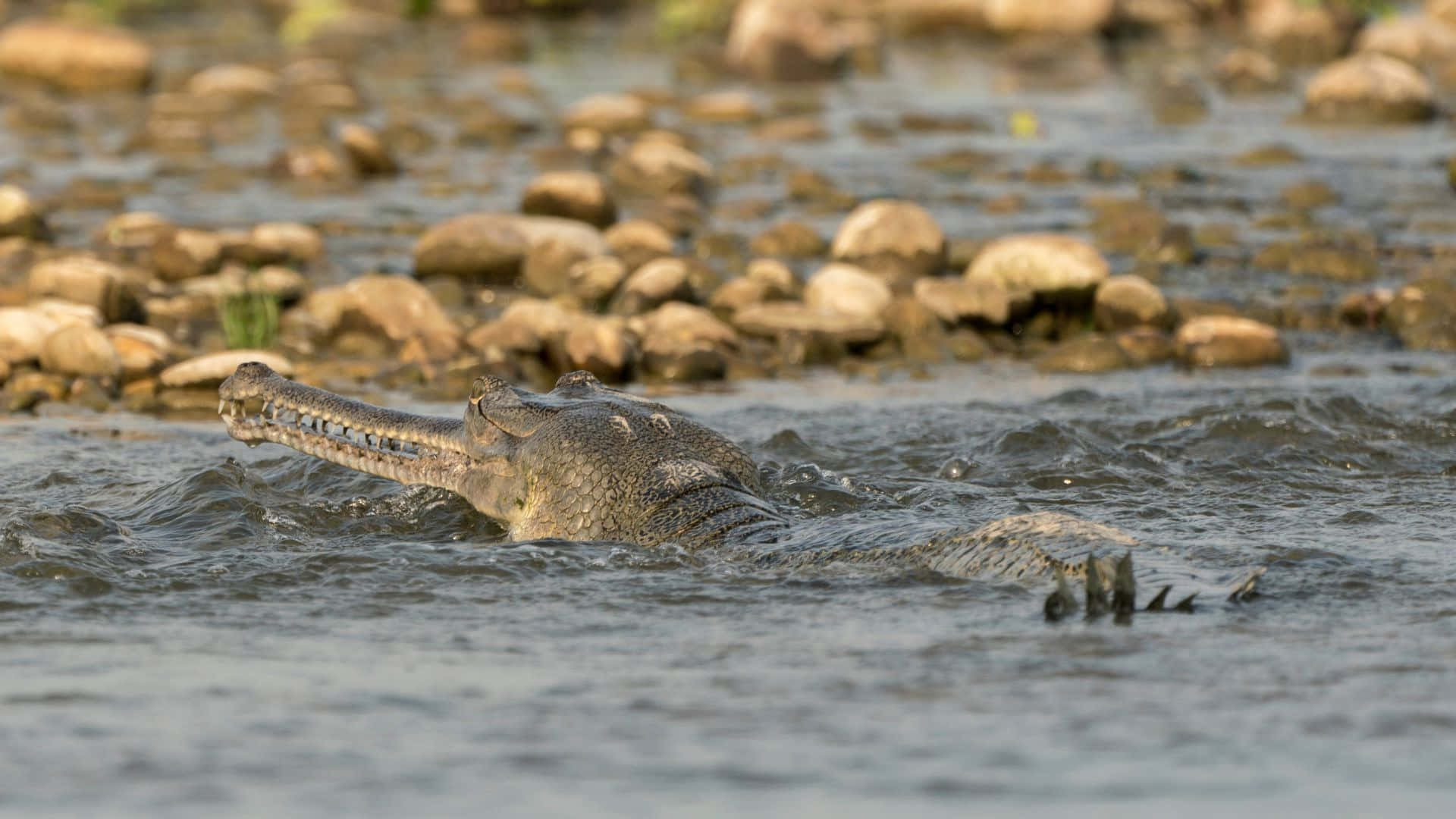 Gharial, natural habitat, shallow river water, Full HD Desktop Wallpaper