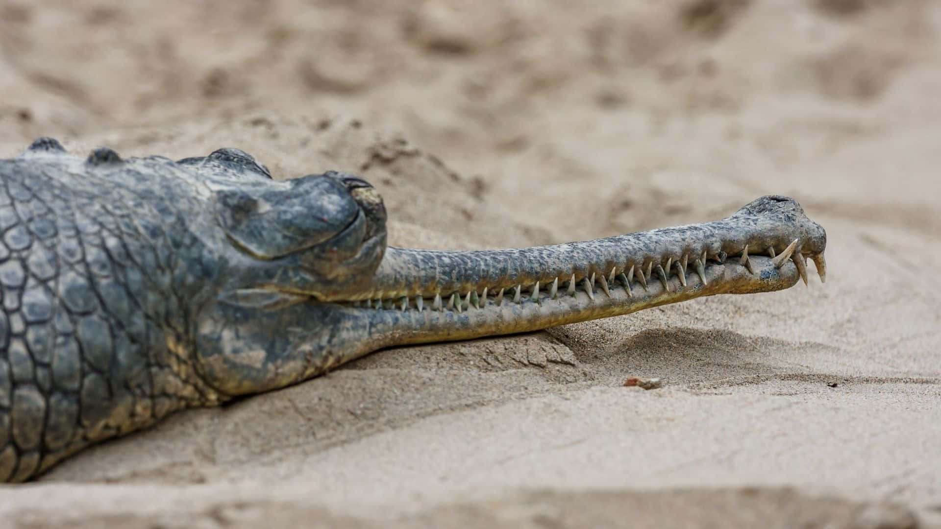 Gharial, long snout, textured scales, Full HD Desktop Wallpaper