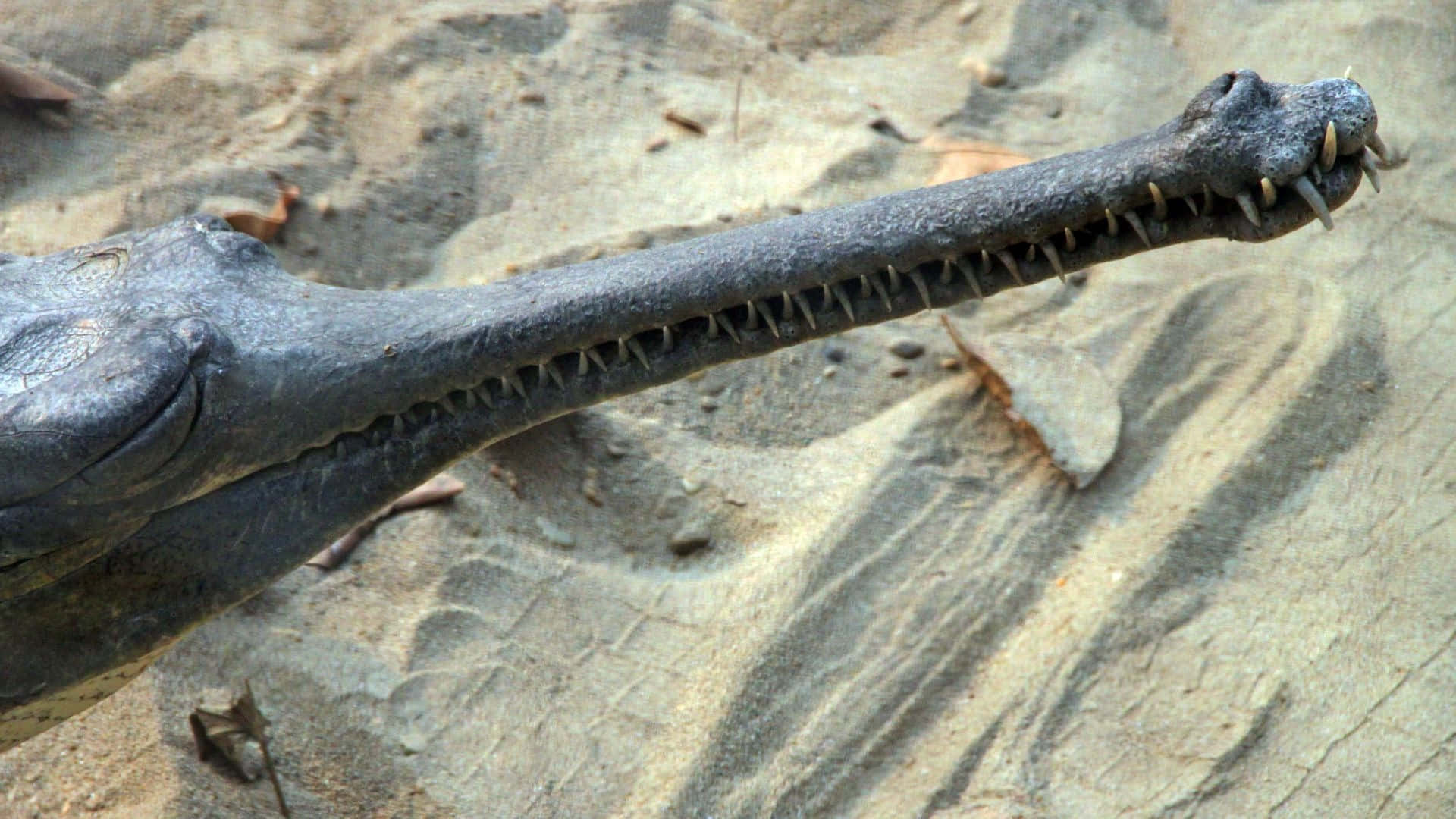 Gharial, long toothed snout, sandy riverbank, Full HD Desktop Wallpaper
