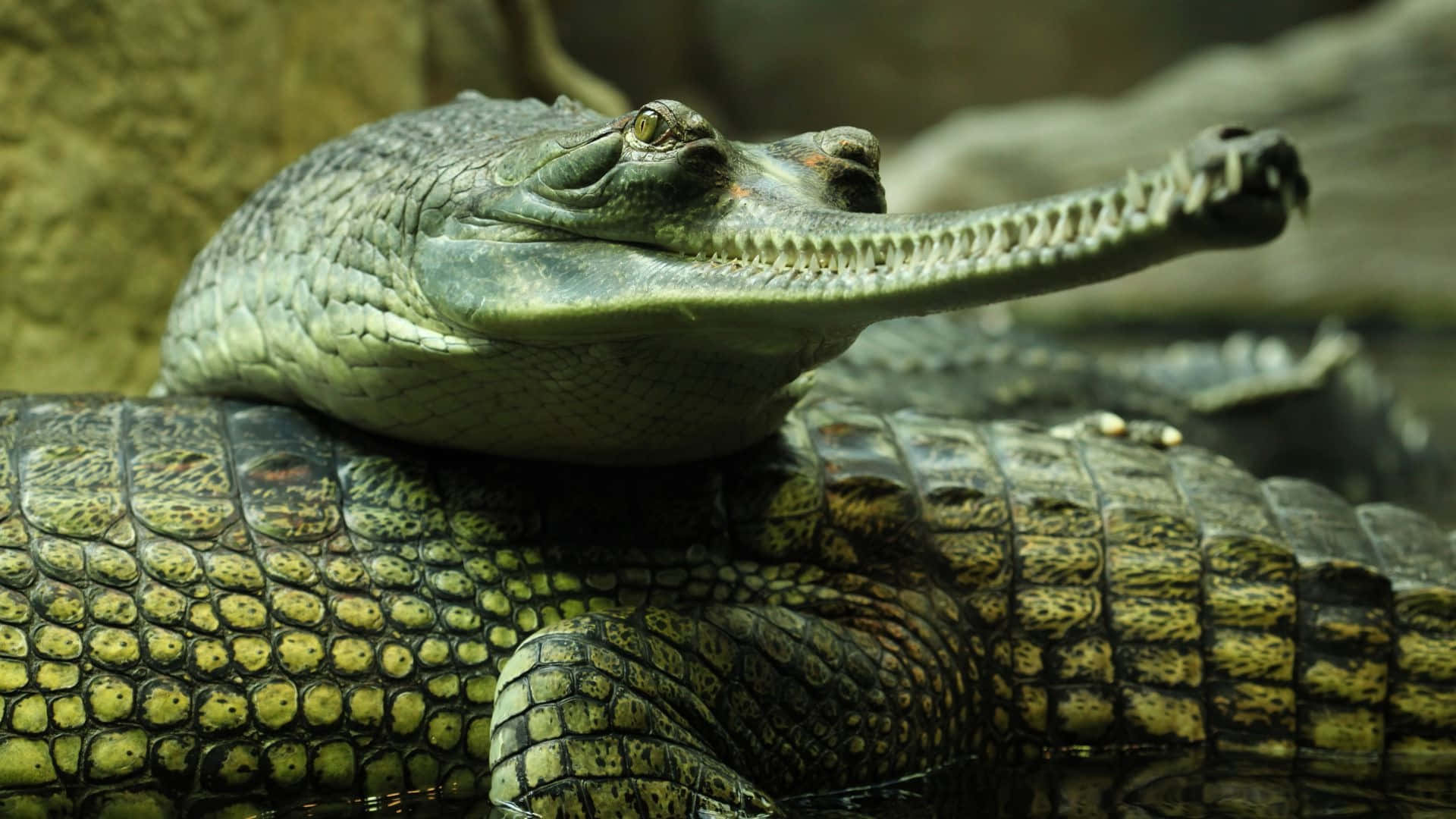 Gharial, long-snouted head, crocodile, Full HD Desktop Wallpaper