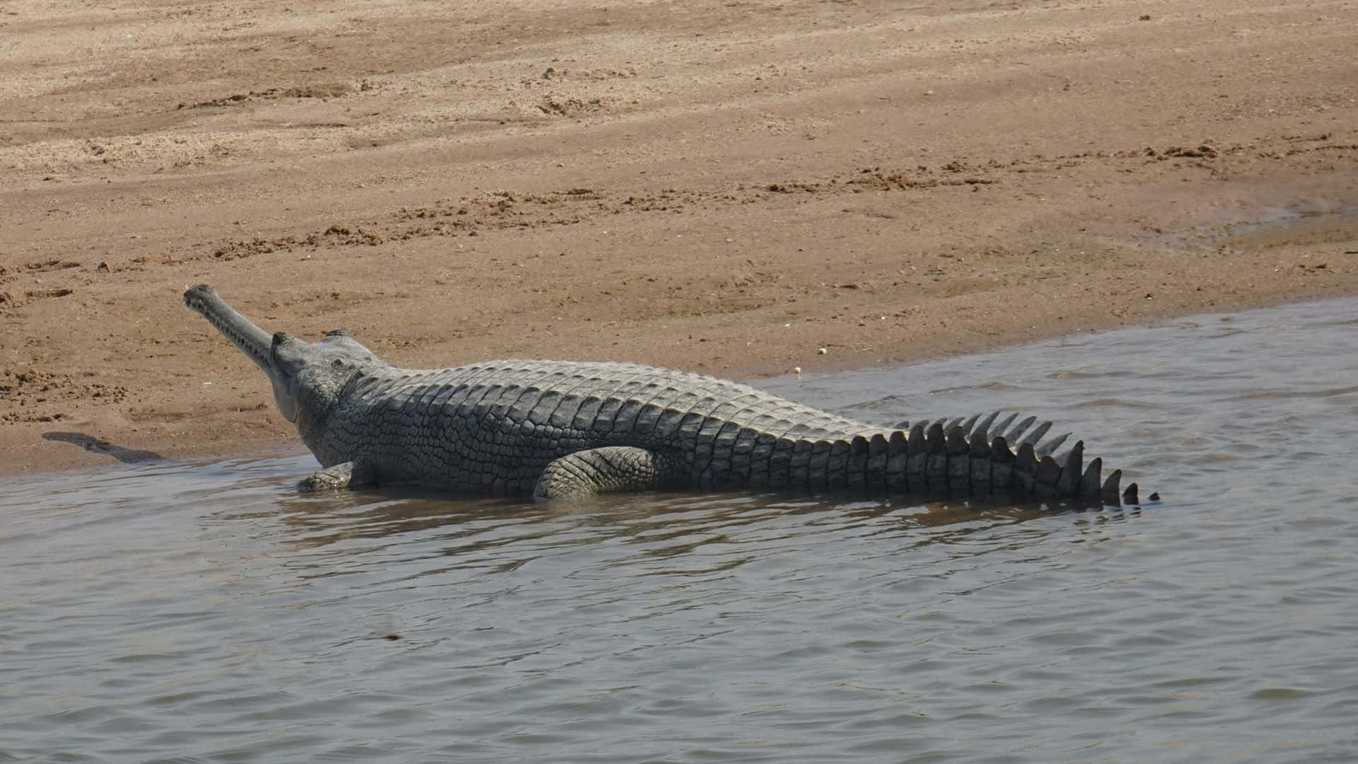 gharial, riverbank, murky water, Full HD Desktop Wallpaper