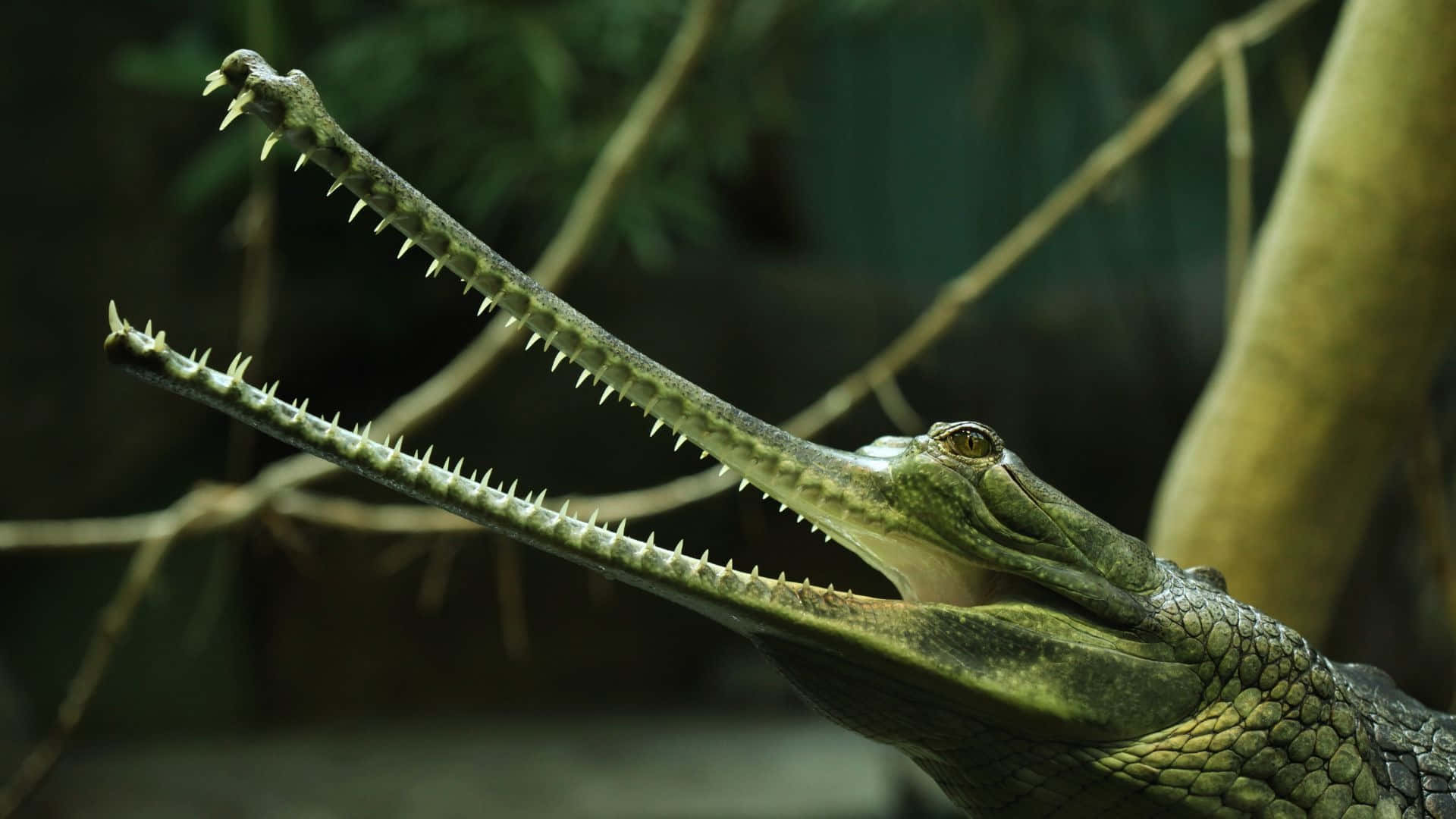Gharial, long toothed snout, blurred jungle backdrop, Full HD Desktop Wallpaper