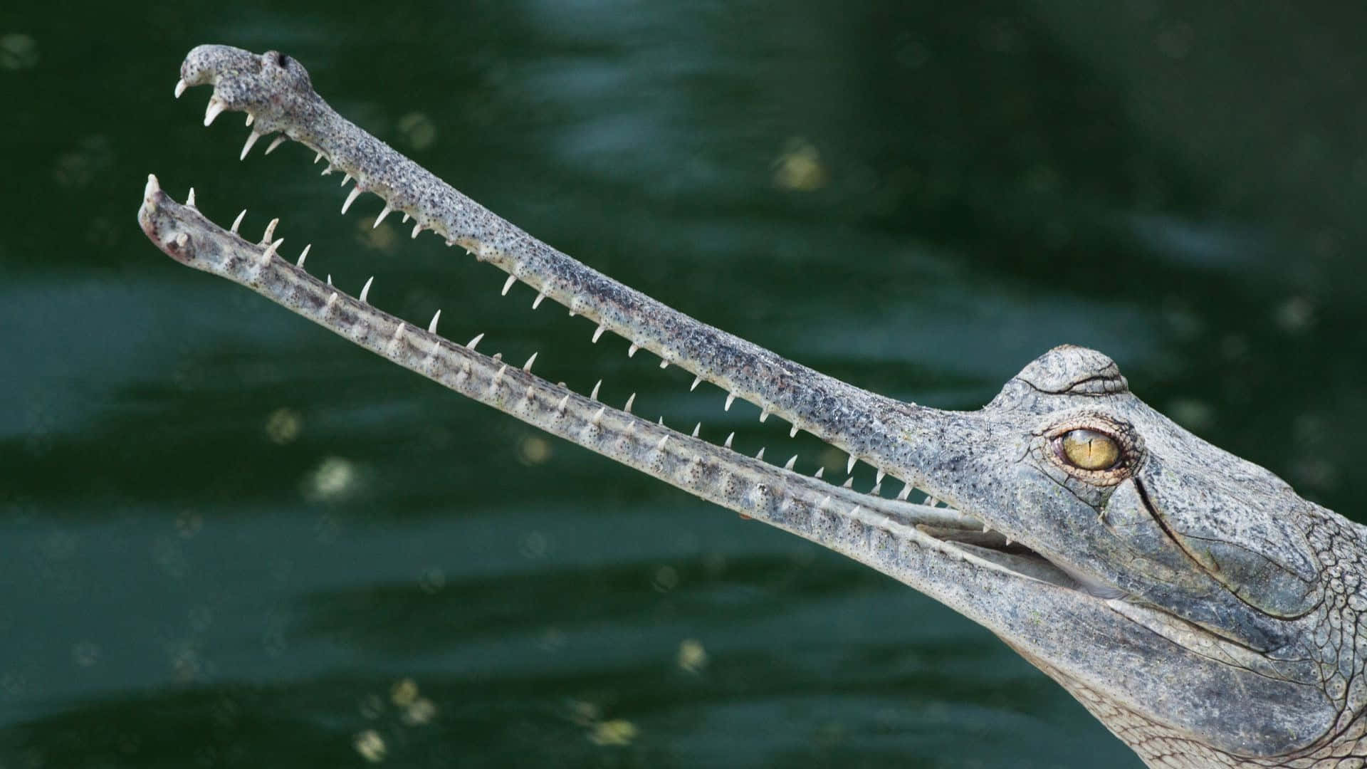 Gharial, long toothed snout, murky green water, Full HD Desktop Wallpaper