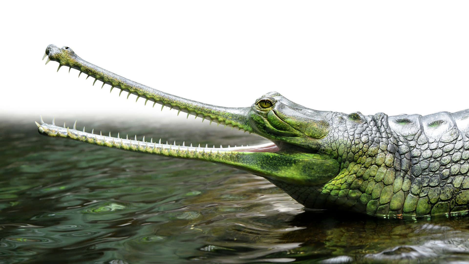 Gharial, long toothed snout, murky green water, Full HD Desktop Wallpaper