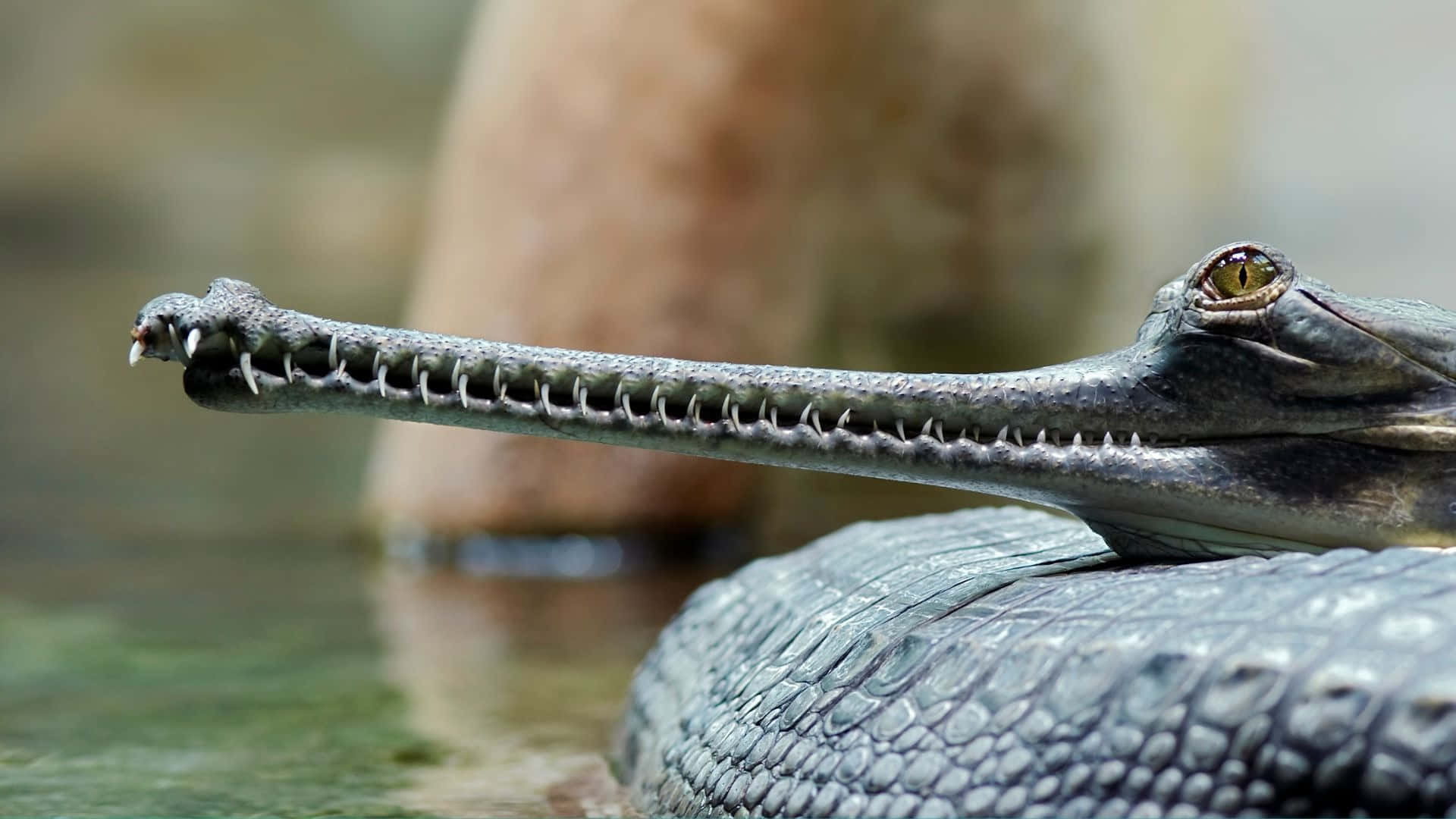 gharial, long toothed snout, textured scales, Full HD Desktop Wallpaper
