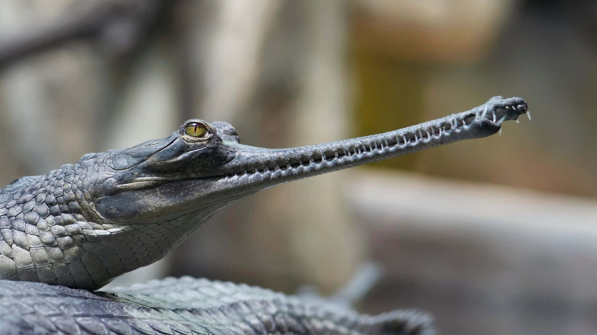 Gharial, long toothed snout, yellow eye, Full HD Desktop Wallpaper
