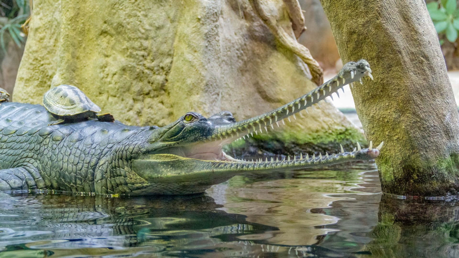 Gharial, turtle, shallow water, Full HD Desktop Wallpaper