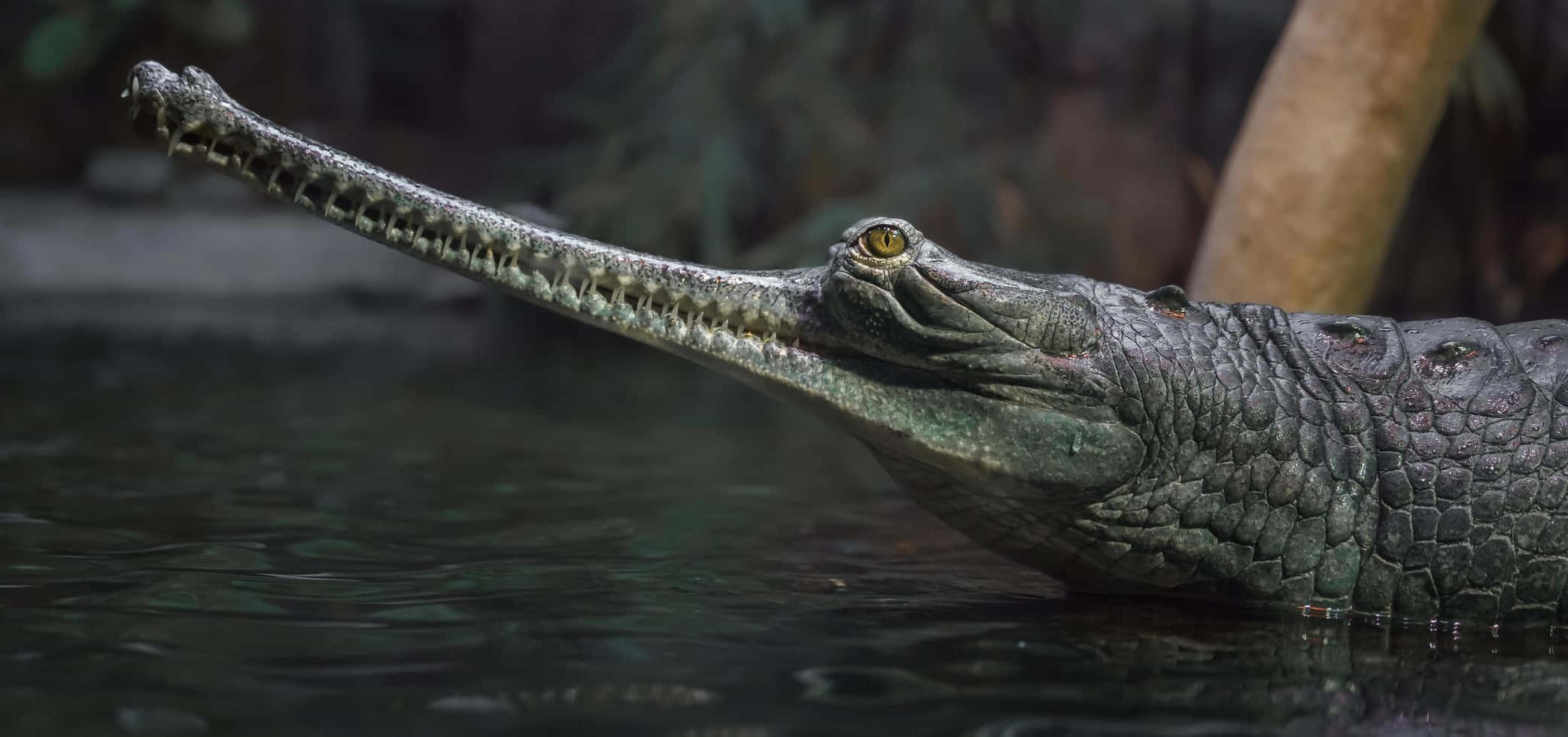gharial, long toothless snout, dark water, Full HD Desktop Wallpaper