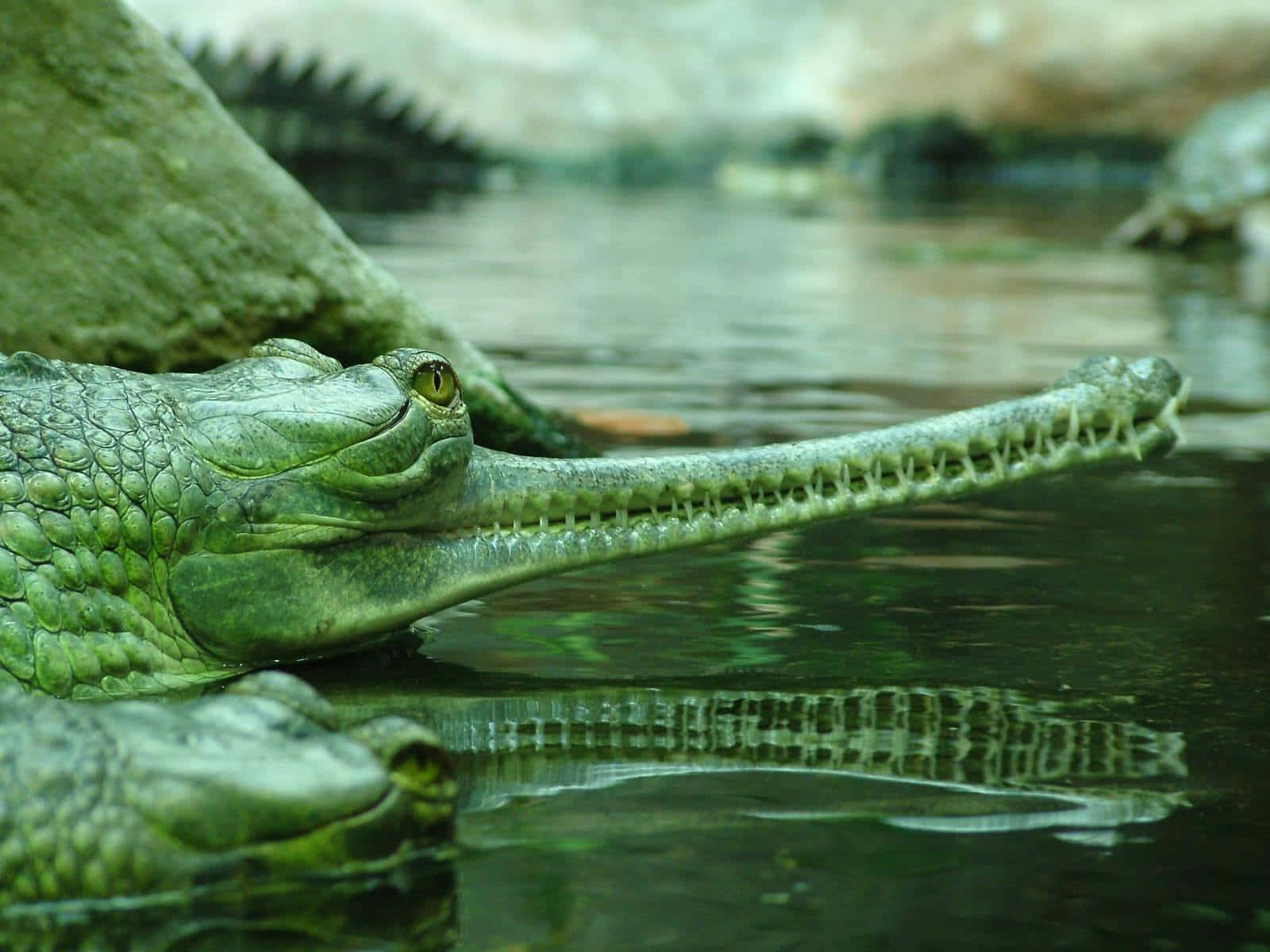 Gharial, natural habitat, long toothed snout, HD Desktop Wallpaper