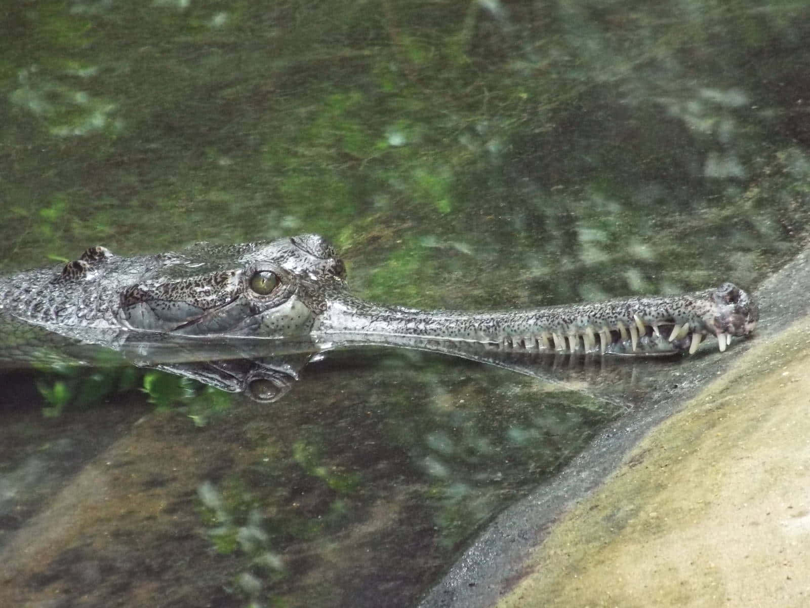 Gharial, long slender snout, sharp teeth, HD Desktop Wallpaper