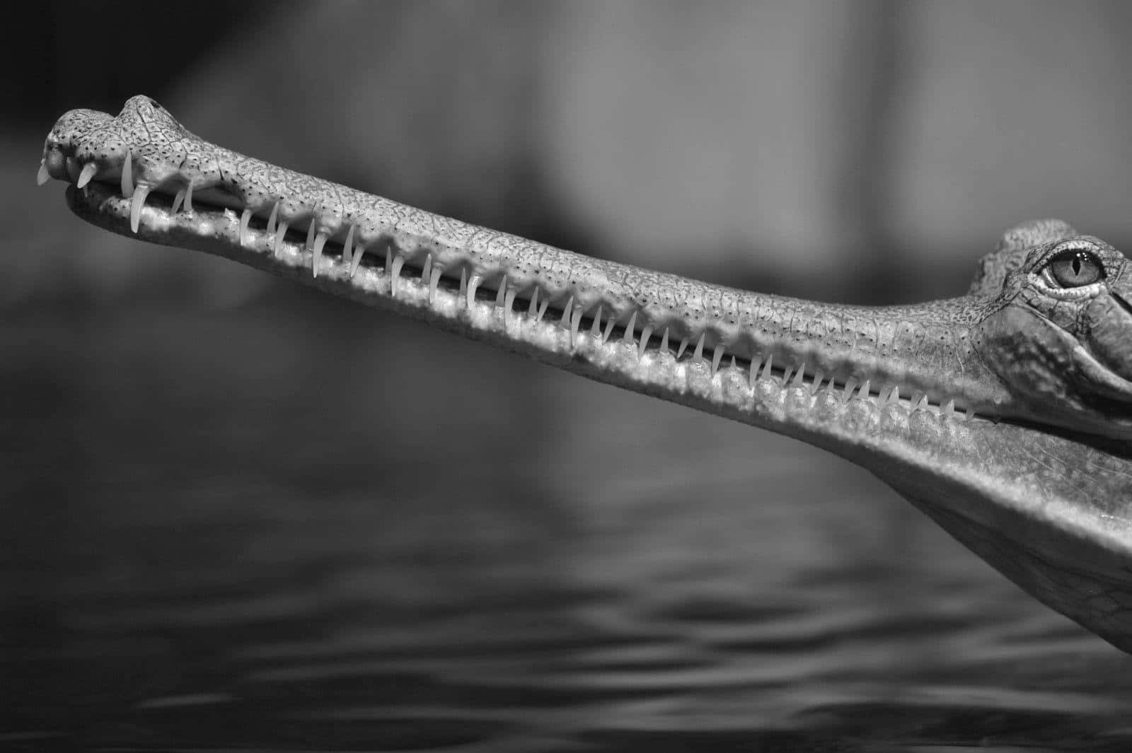 Gharial, elongated snout, black and white, HD Desktop Wallpaper