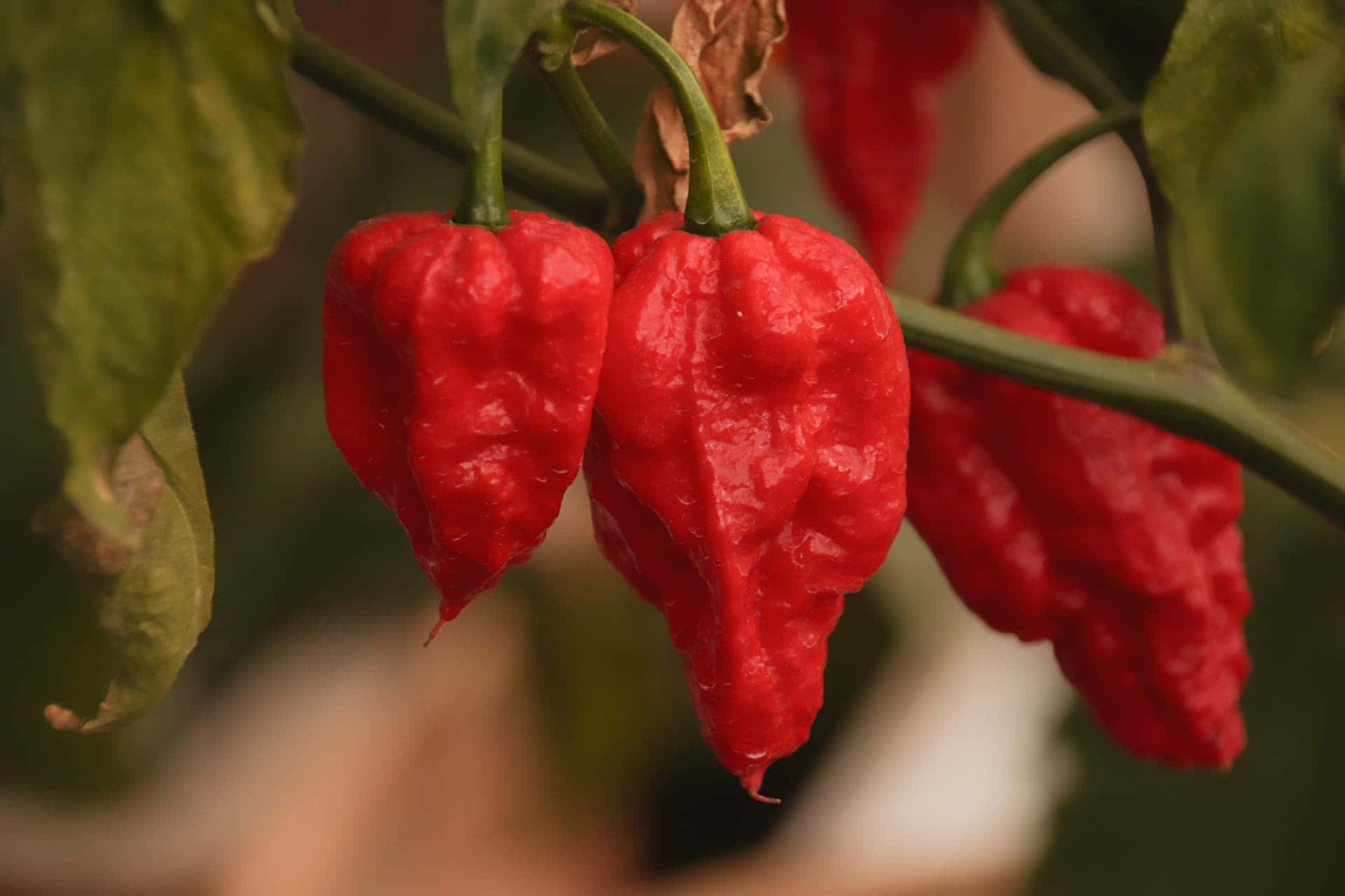 Ghost Pepper, habanero peppers, red, Full HD Desktop Wallpaper