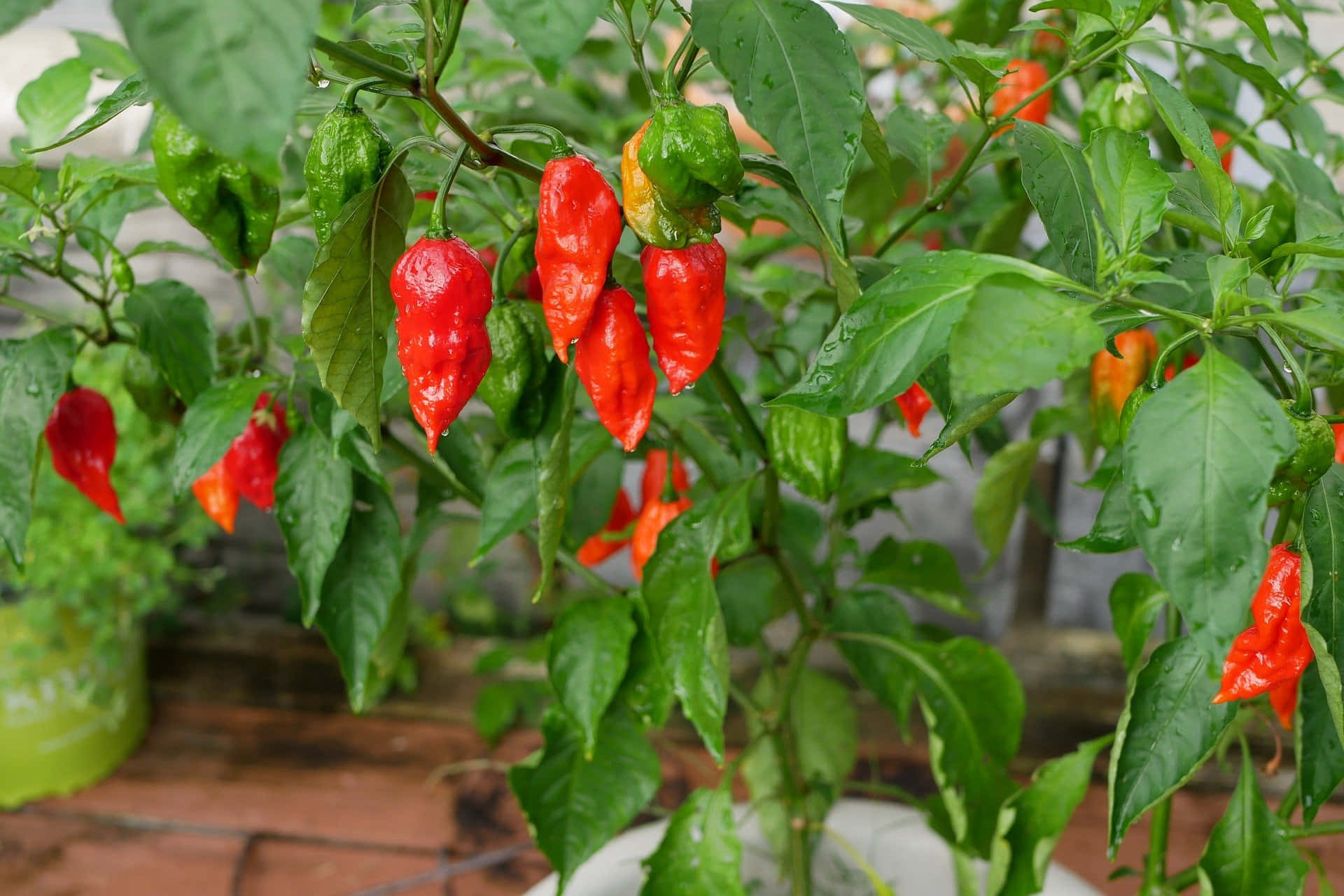 Ghost Pepper, chili peppers, lush plant, Full HD Desktop Wallpaper