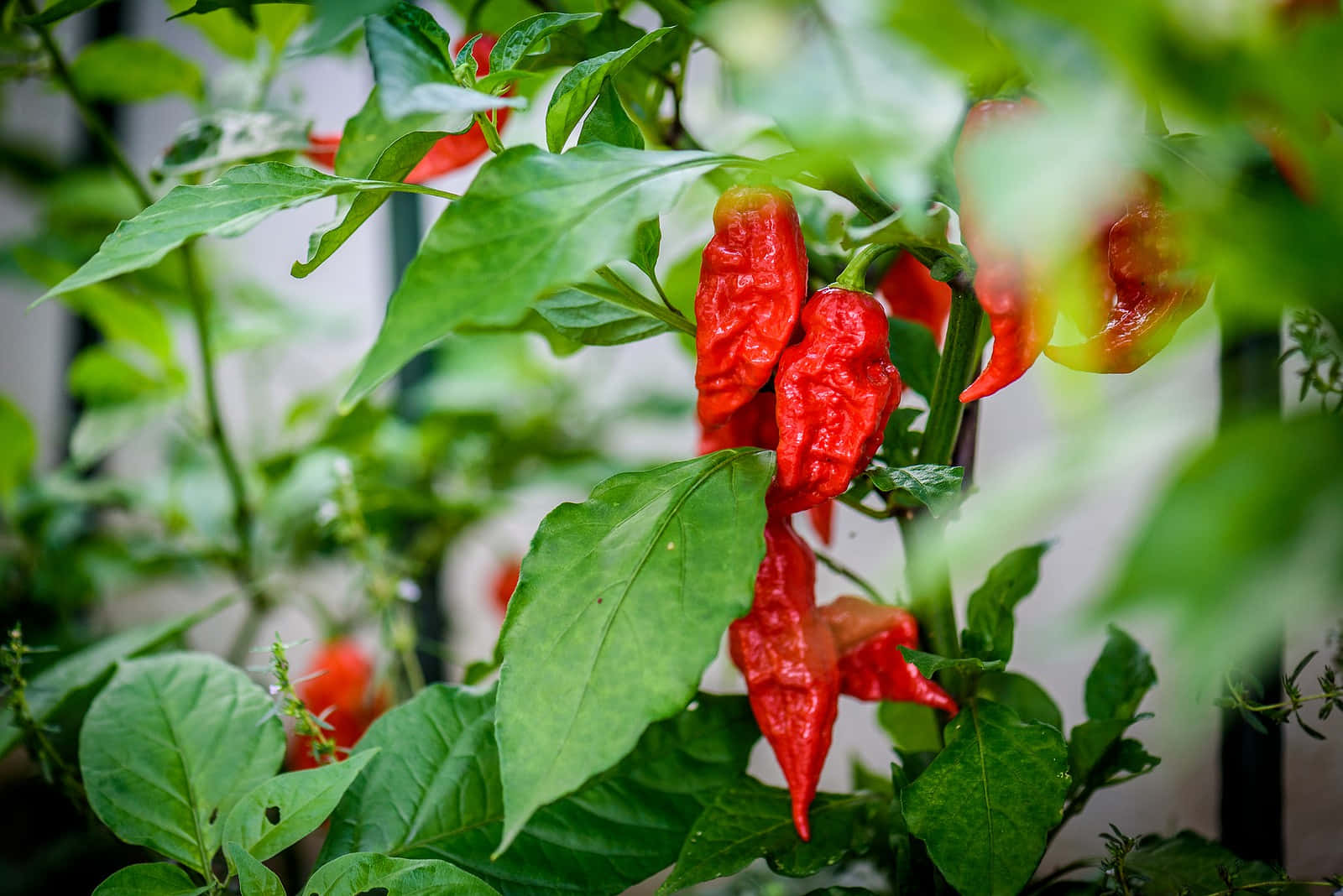 Ghost Pepper, vibrant red chili peppers, lush green leaves, HD Desktop Wallpaper