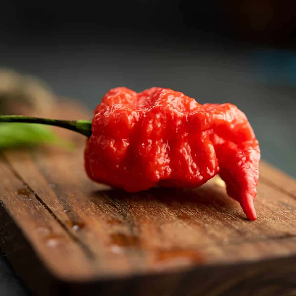 Ghost Pepper, habanero pepper, vibrant red, SD Desktop Wallpaper